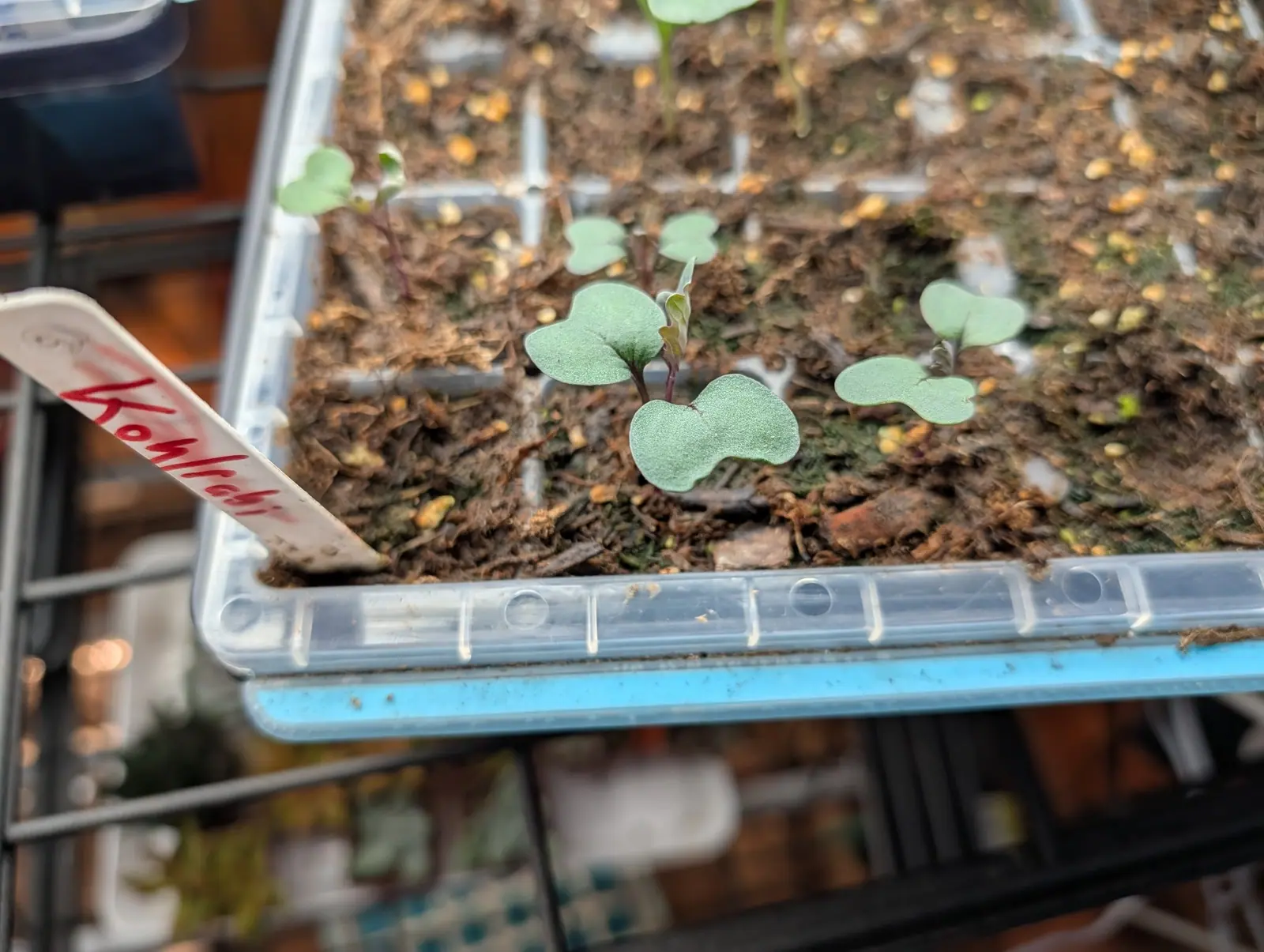 A cell tray of brassica seedlings with grey-green rounded leaves and purple stems, a red-inked wooden label propped against the tray edge.