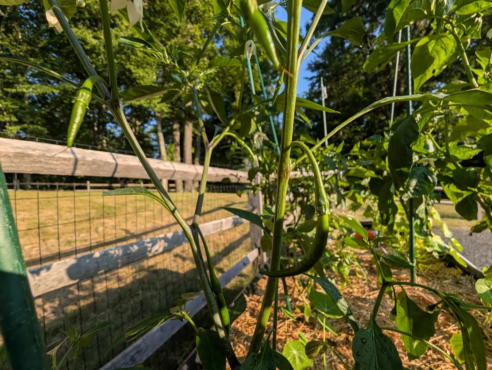 A pepper plant seen from below, long green fruit hanging among the leaves, with a split-rail fence and wire mesh alongside, straw mulch and tall pines against blue sky.