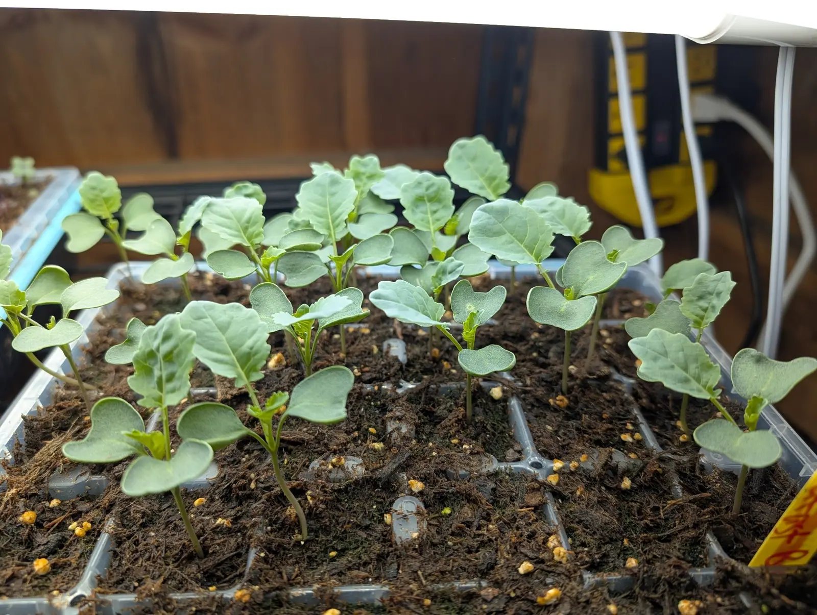 A tray of broccoli seedlings crowded together, their blue-green leaves on pale stems, under a light strip on a shelf with cables and a timber wall behind.