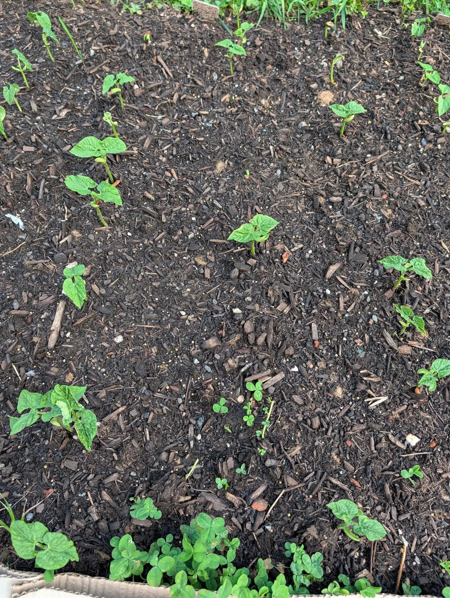 Young bean seedlings spaced across a dark bark-mulched bed, their first true leaves open, with a clump of small round-leaved seedlings along the near edge.