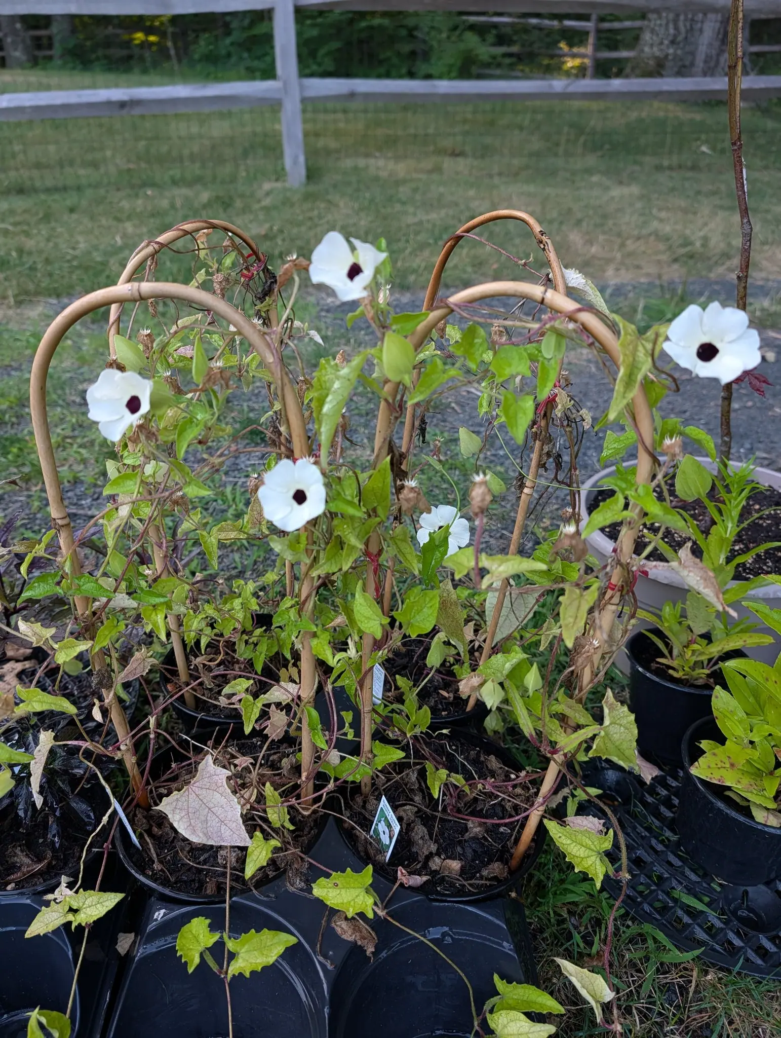 Several nursery pots pushed together, their stems trained up a row of arched bamboo hoops and carrying broad white flowers each with a near-black centre. The lower leaves are browning and curled; more black pots and a wire fence stand behind.