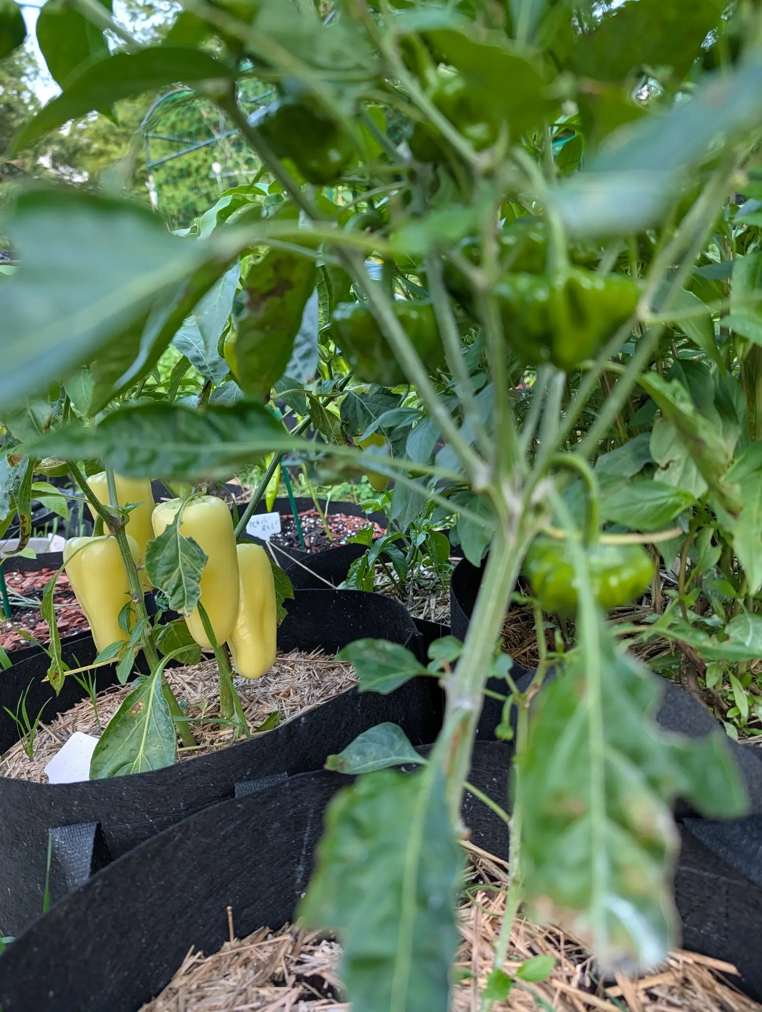 Pale yellow tapering peppers hanging low on a plant in a black fabric grow bag, straw mulch beneath them and a green fruit catching the light on the branch above, with labelled bags beyond.