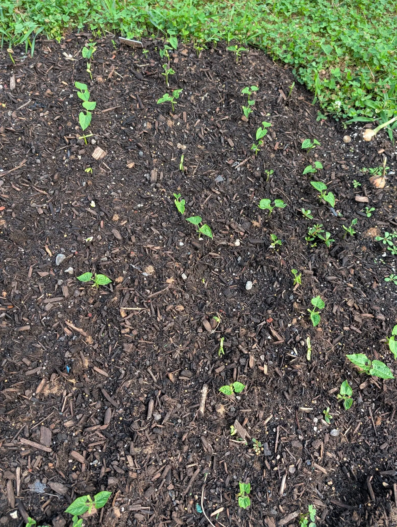 Rows of small seedlings just up across a dark bark-mulched bed, each holding a single pair of rounded first leaves, with mown grass and clover crowding the far edge.