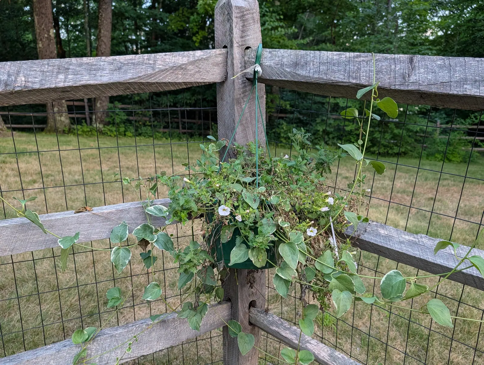 A hanging basket of trailing greenery starred with small white flowers, wired to the post of a weathered split-rail fence over wire mesh, a mown field running back to dark woodland.