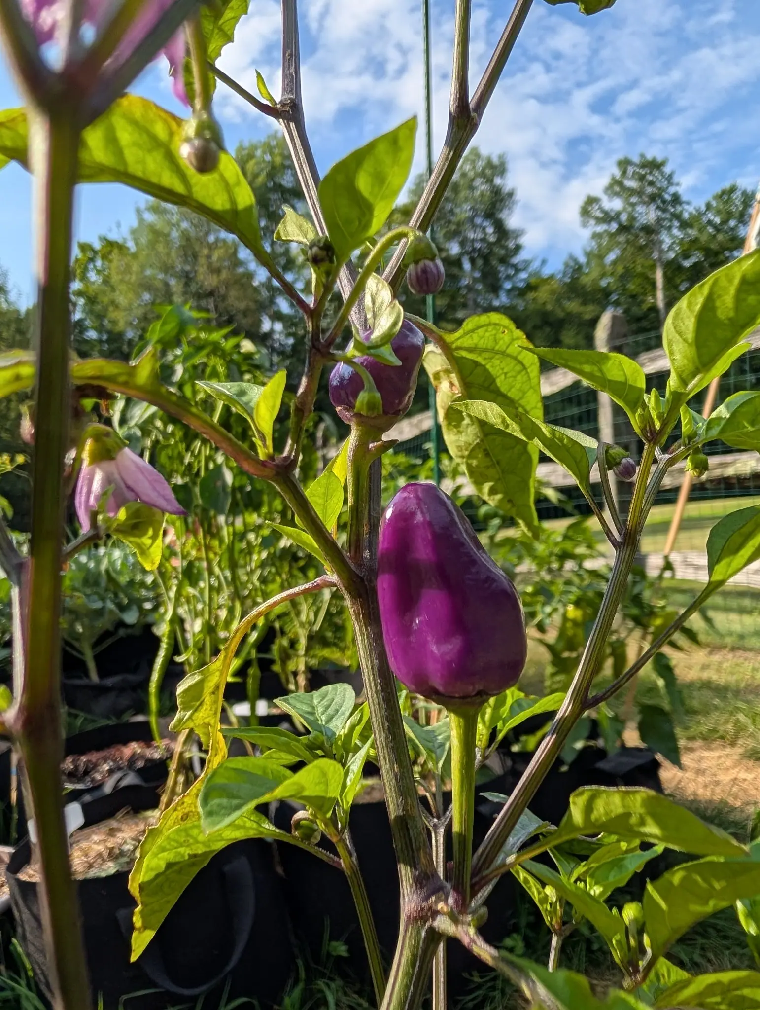 A glossy aubergine-purple pepper on the plant, smaller purple fruits and pale drooping flowers above it, with black grow bags, a split-rail fence and blue sky behind.