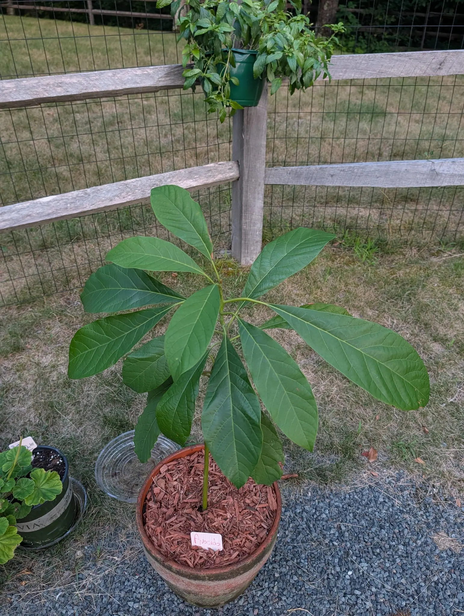 A single upright stem in a weathered terracotta pot of red-dyed bark mulch, topped with a whorl of large, glossy, deeply veined dark green leaves. The pot stands on gravel by a post-and-rail fence; a hanging pot of leafy green sits on the rail above.