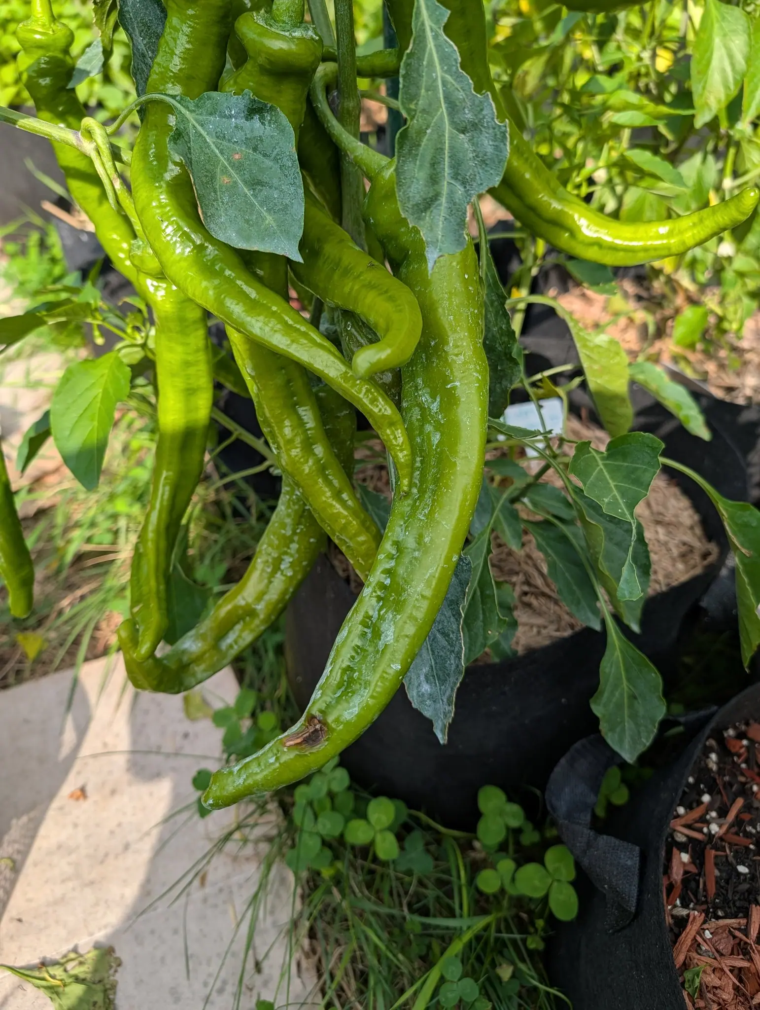 Long curving green peppers hanging in a tangle from a plant in a black fabric grow bag, their skins glossy, with paving and a scatter of clover at the bag's foot.
