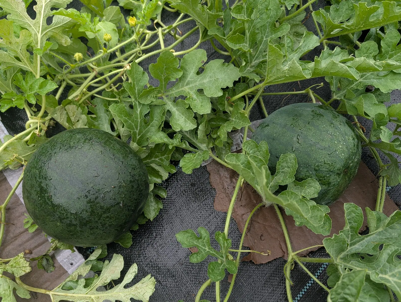 Two round dark green watermelons lying on black woven ground fabric among deeply cut vine leaves, a curled tendril and one small yellow flower at the top.
