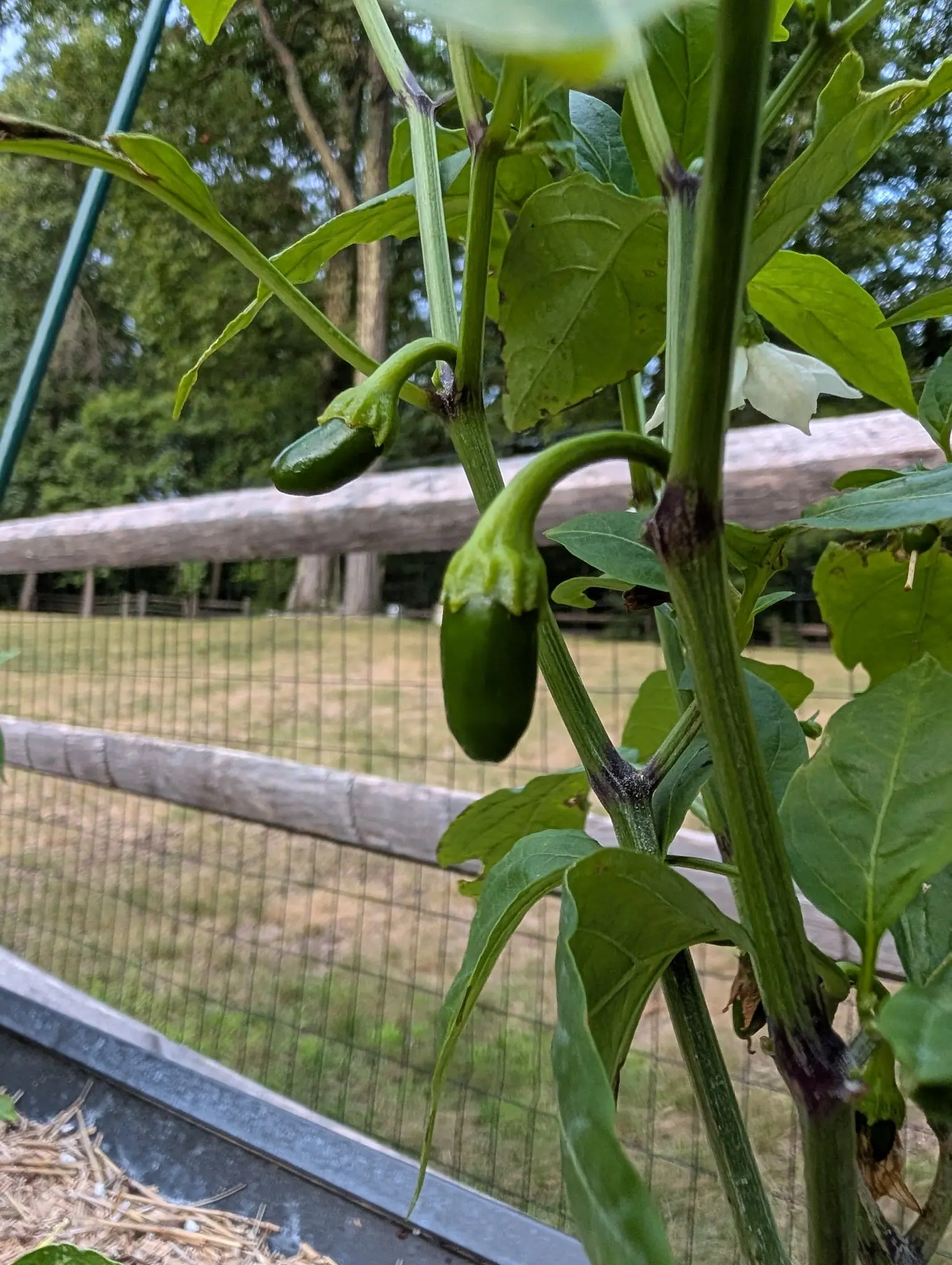 Two small green jalapeño-shaped peppers on an upright stem beside a green metal stake, with a split-rail fence, wire mesh and mown pasture behind.