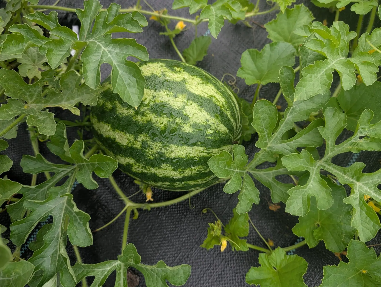 A striped oval watermelon resting on black woven ground fabric, its skin banded in dark and pale green, ringed by the deeply lobed leaves of its own vine.