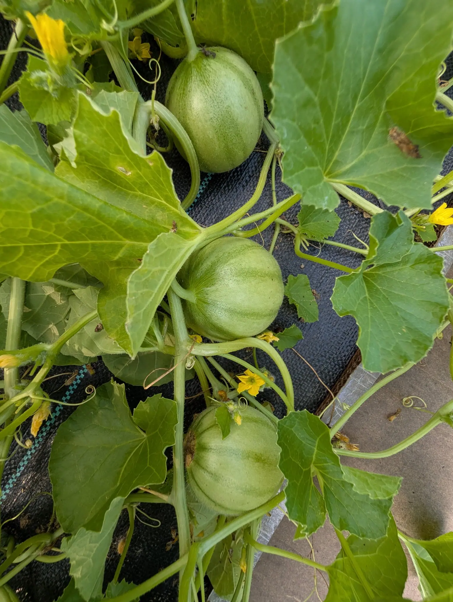 Three small ribbed pale green melons on trailing vines over black woven ground fabric, yellow flowers and coiled tendrils scattered among the broad leaves.