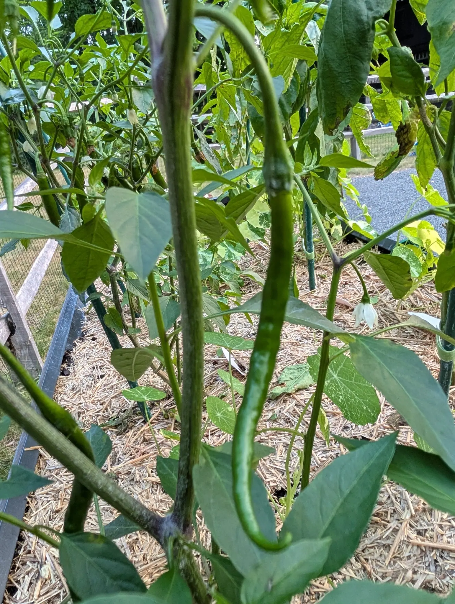 A long slender green pepper hanging from a plant staked with green metal, straw mulch spread below and rows of pepper plants running back to a fence.