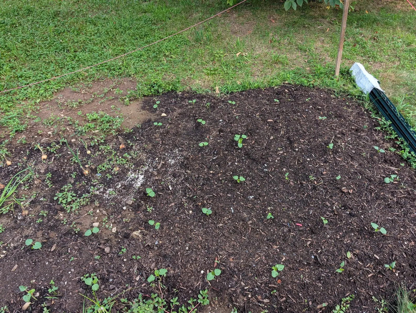 A dark bark-mulched bed set with small widely spaced seedlings, mown grass and clover all around it, a bundle of green stakes and a white plastic sleeve lying at the far corner.