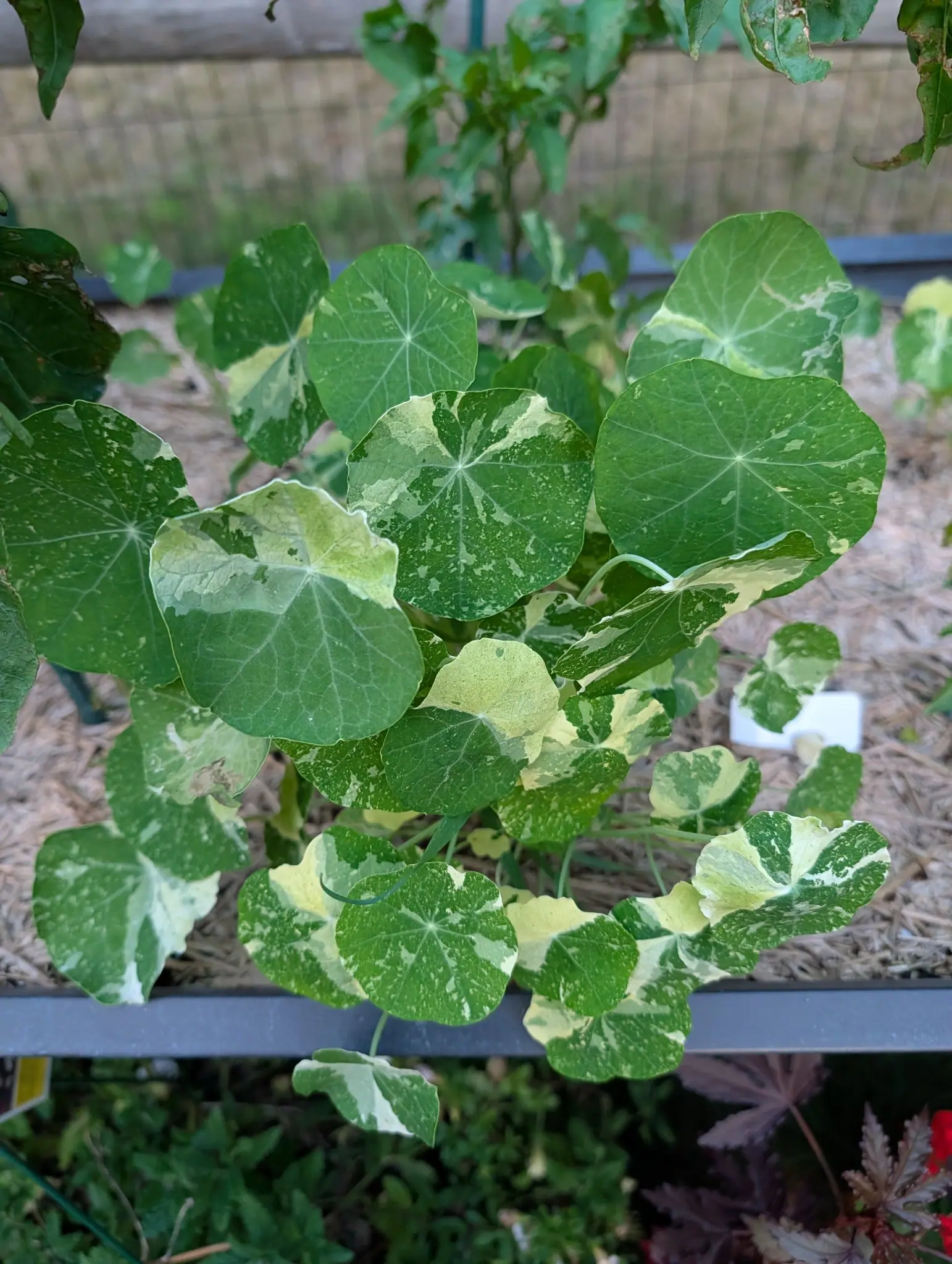 A nasturtium marbled cream and green, its round leaves splashed with pale variegation, spilling over a grey raised-bed edge above bark mulch and a white label.