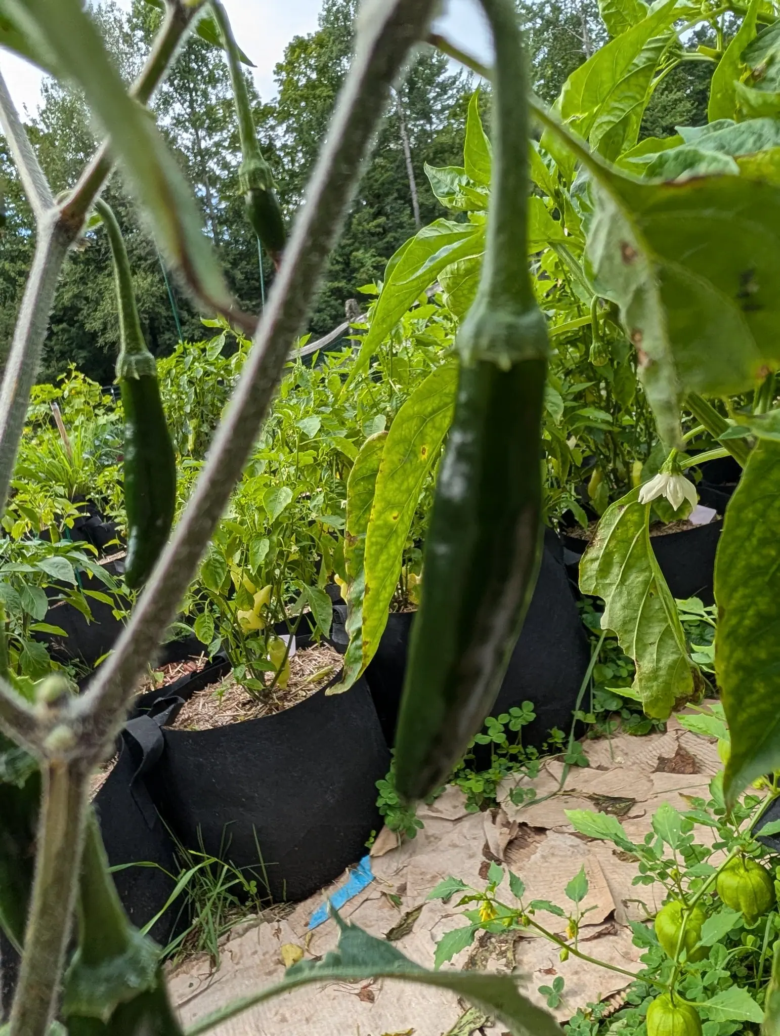 A long slender green pepper hanging in the foreground with rows of black fabric grow bags behind it, sandy bare soil between them and woodland closing the far side.
