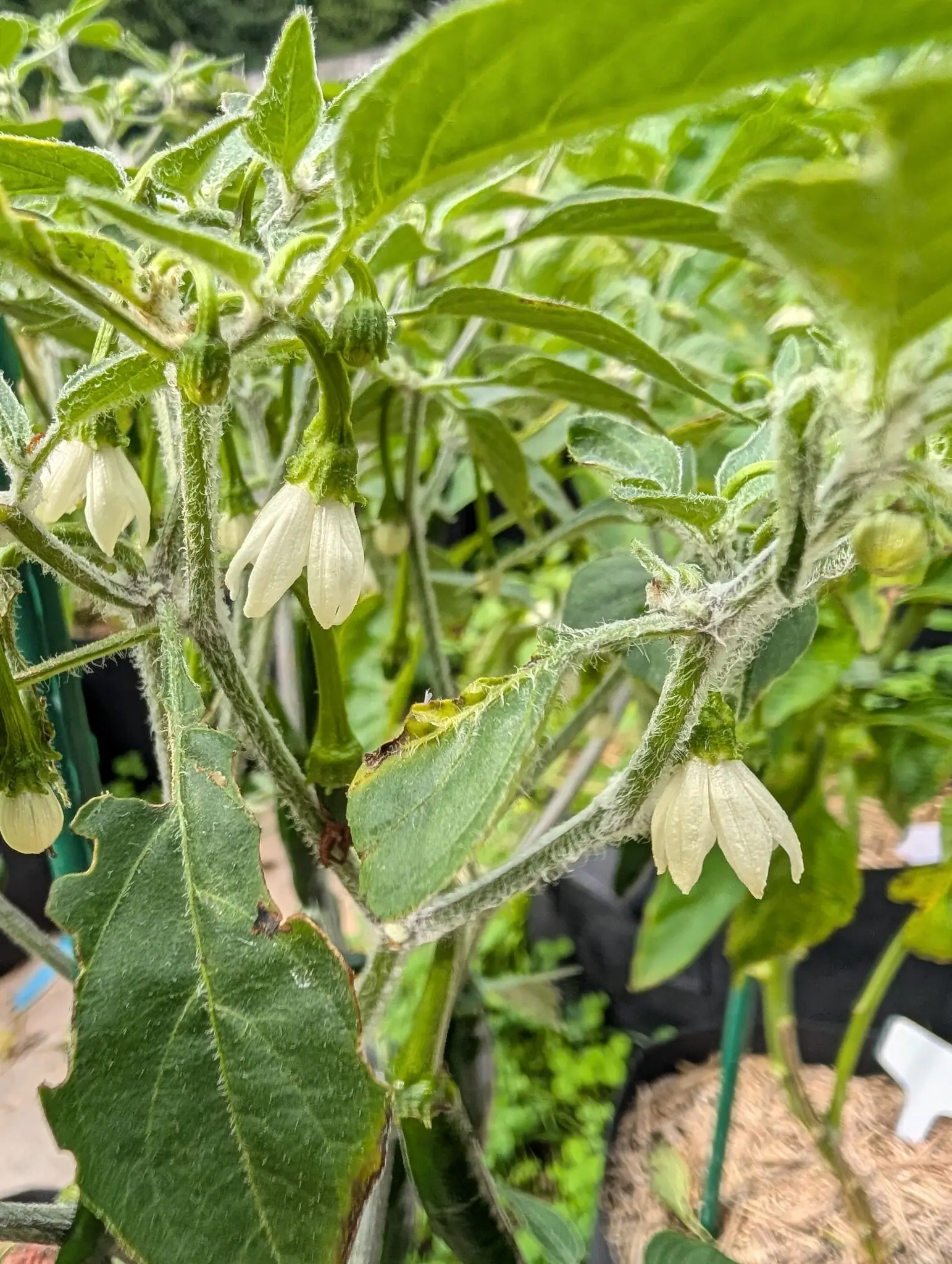 A pepper plant in flower, creamy bell-shaped blooms nodding from densely hairy grey-green stems, with black grow bags and straw mulch out of focus behind.