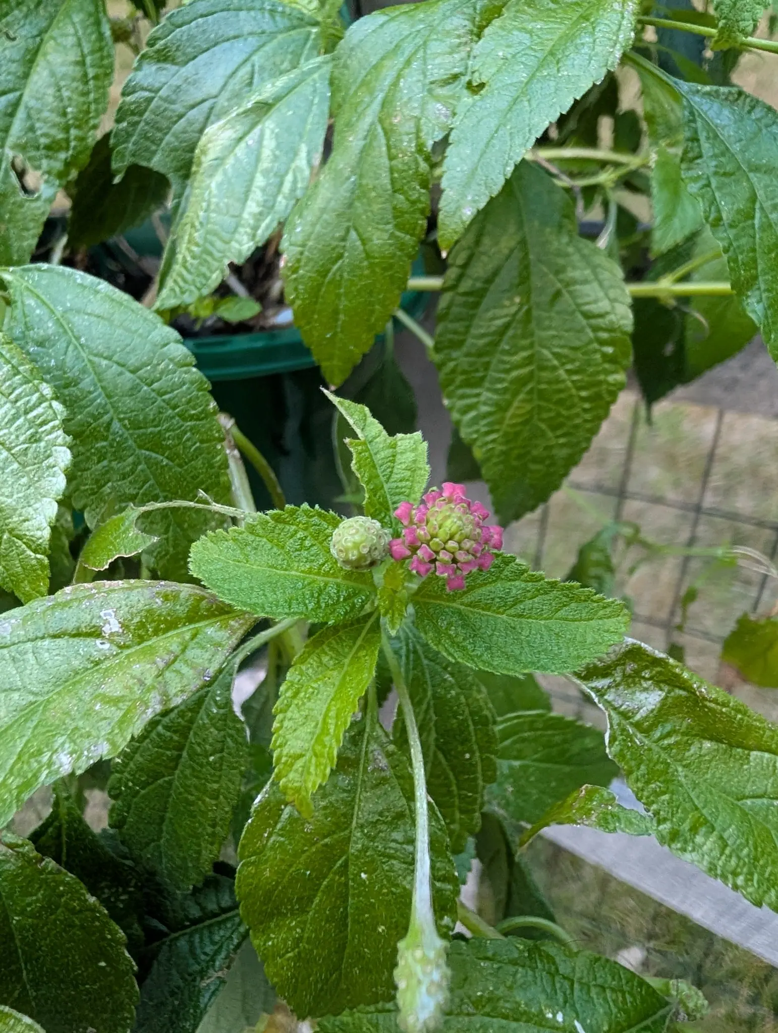 A tight lantana flower head still in bud, pink and green florets packed into a dome above coarsely toothed leaves, with a green pot and wire fencing behind.