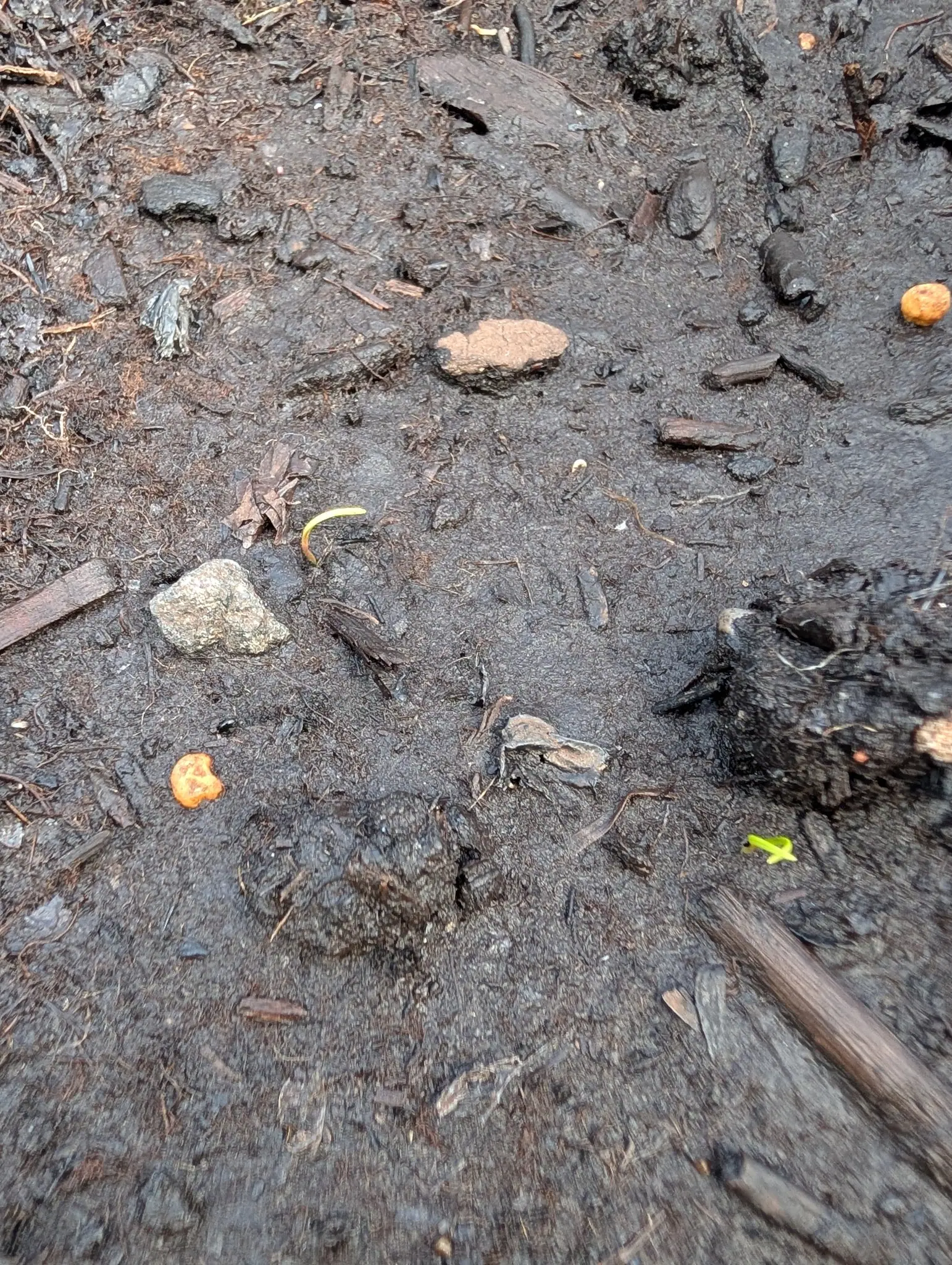 Wet dark soil scattered with bark fragments and pale stones, a single thread-thin yellow-green seedling arching up near the centre.
