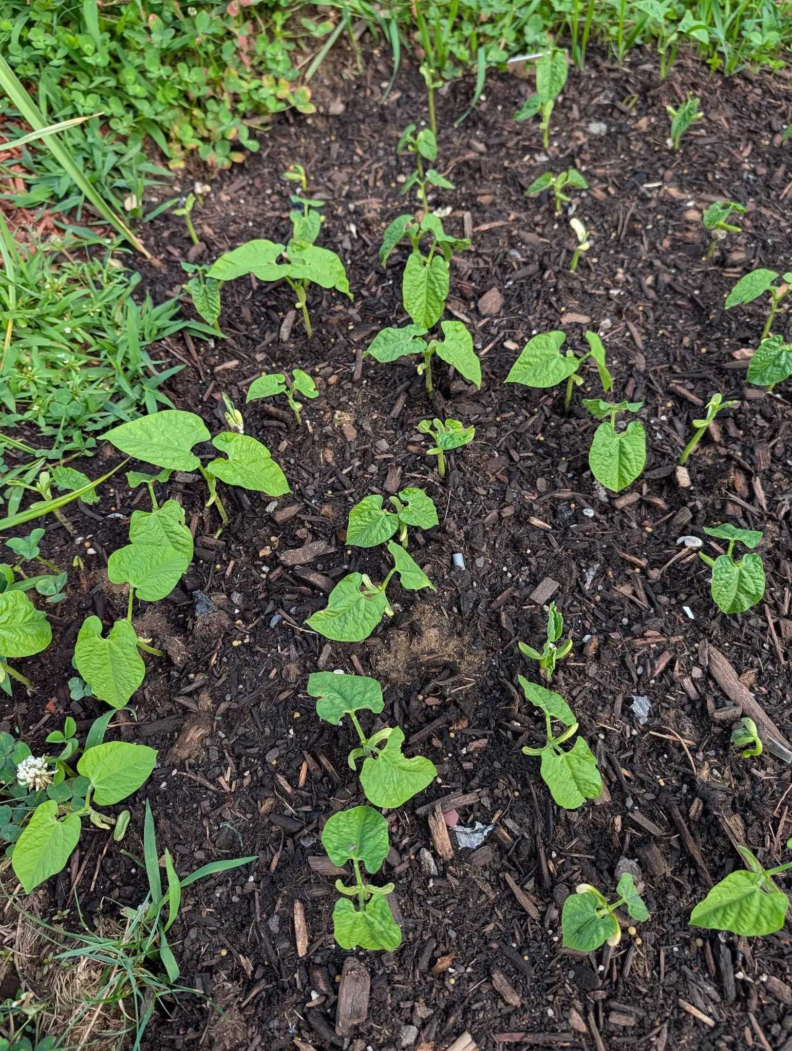Young bean seedlings scattered across dark bark-mulched soil, their broad heart-shaped leaves still pale, with grass and one small white flower crowding in at the left edge.