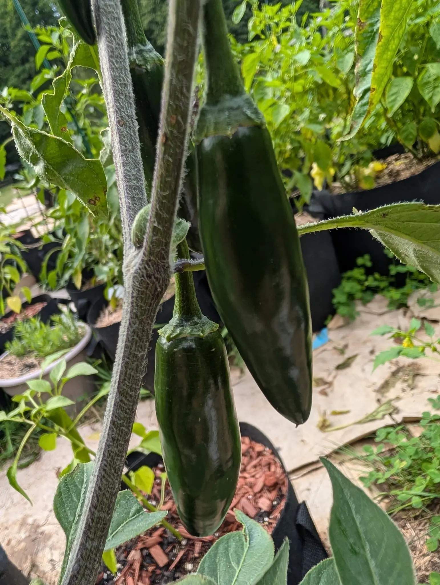 Two dark green jalapeño-shaped peppers hanging from a densely hairy stem over a grow bag topped with red-orange mulch, more pepper plants and bags beyond.