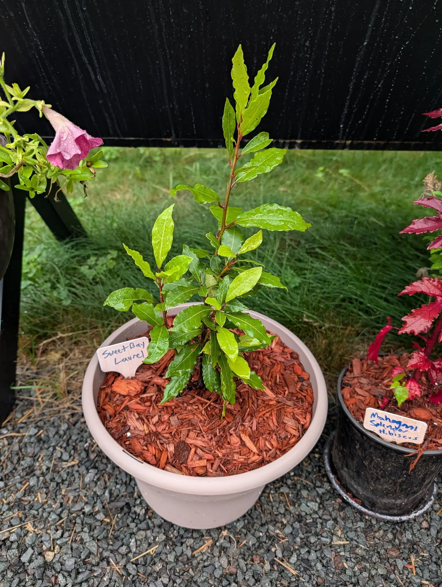 A young bay laurel in a cream plastic pot mulched with red-orange bark, a handwritten label beside it and a black pot to the right.