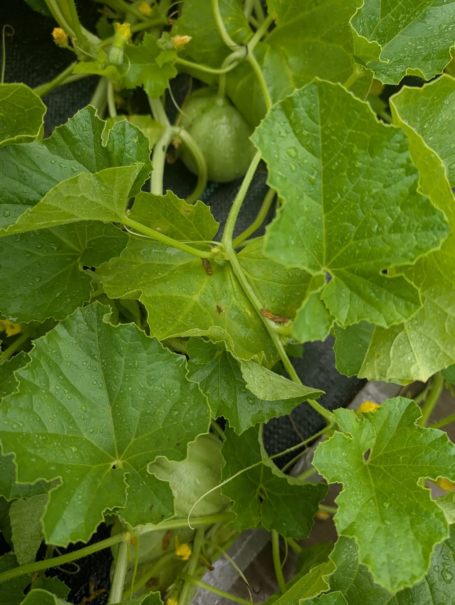A close view into a sprawling vine of large, lobed, softly hairy leaves beaded with water, curling tendrils running through them, and one small pale green melon barely bigger than a fist resting among the stems.