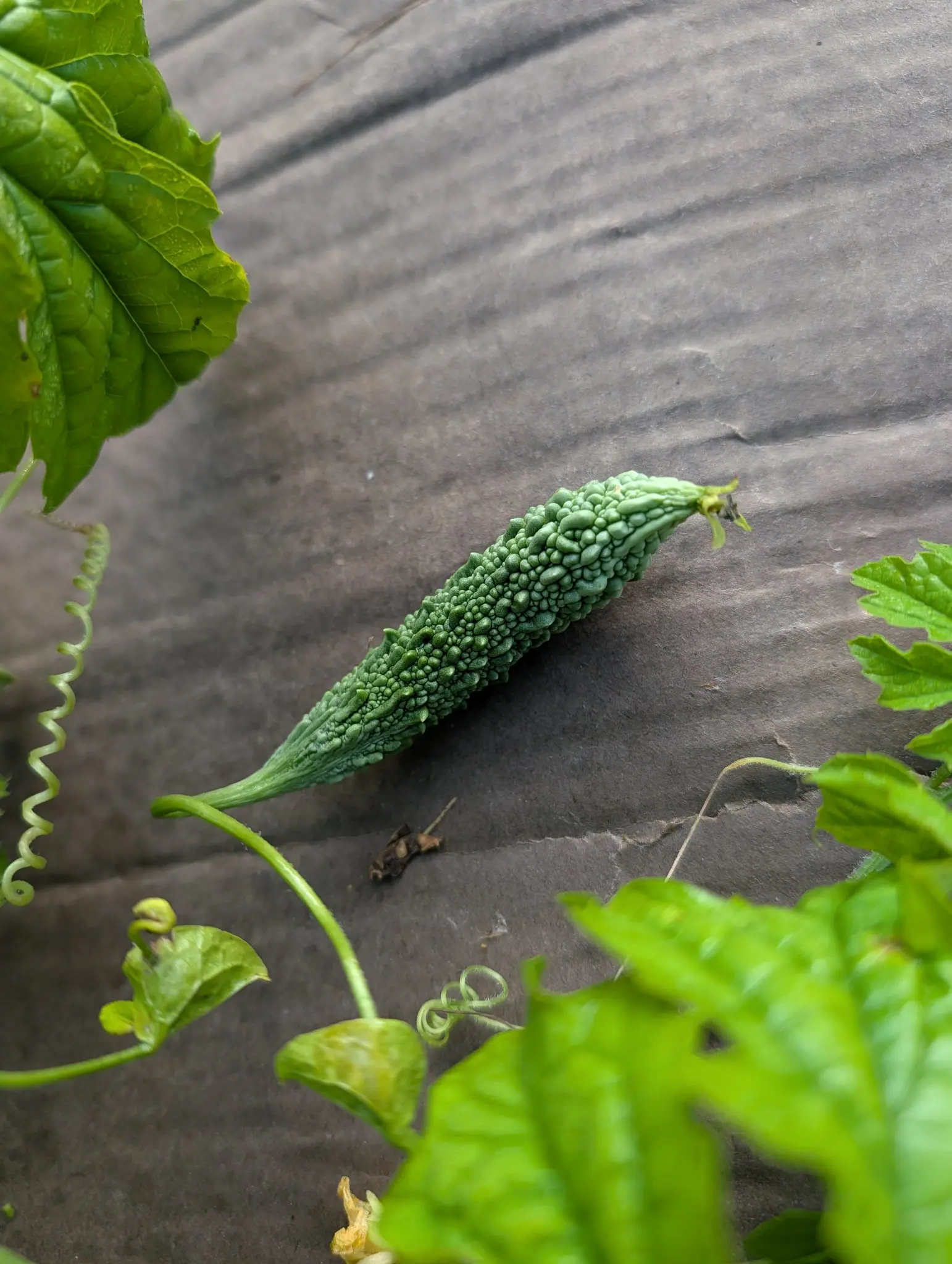 A warty green bitter melon lying on black woven ground fabric, its knobbled skin catching the light, with vine leaves and a coiled tendril around it.