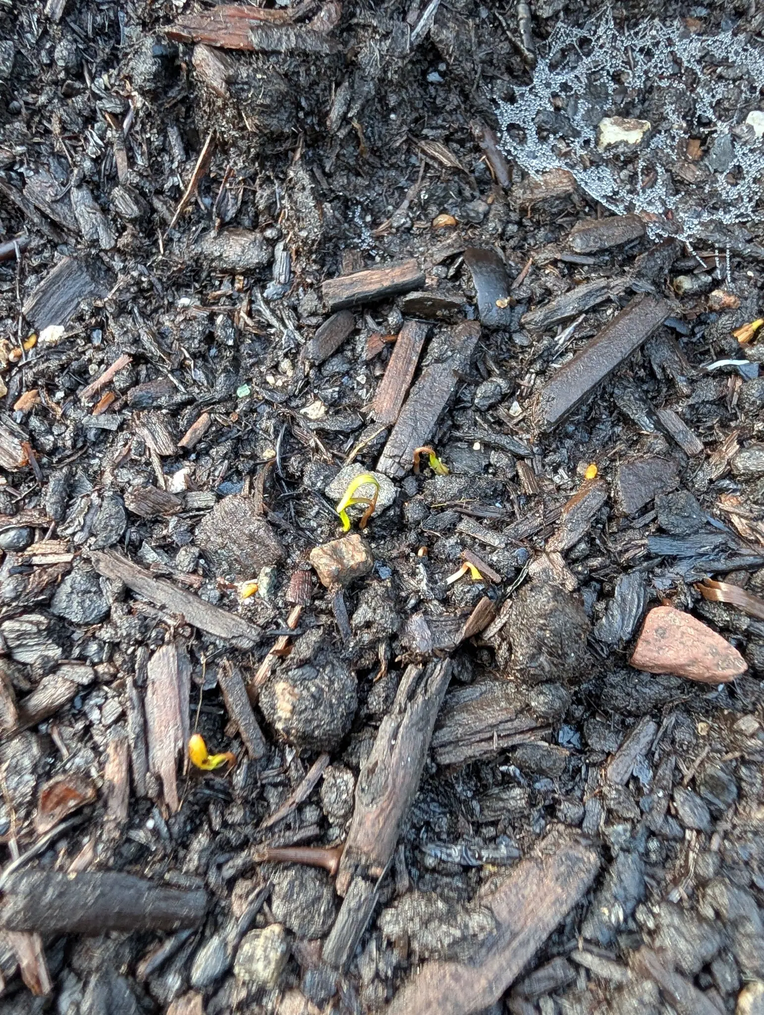 Close on dark bark chips and wet stony soil, several thread-fine yellow seedlings just breaking the surface, a spider's web catching light at the top corner.