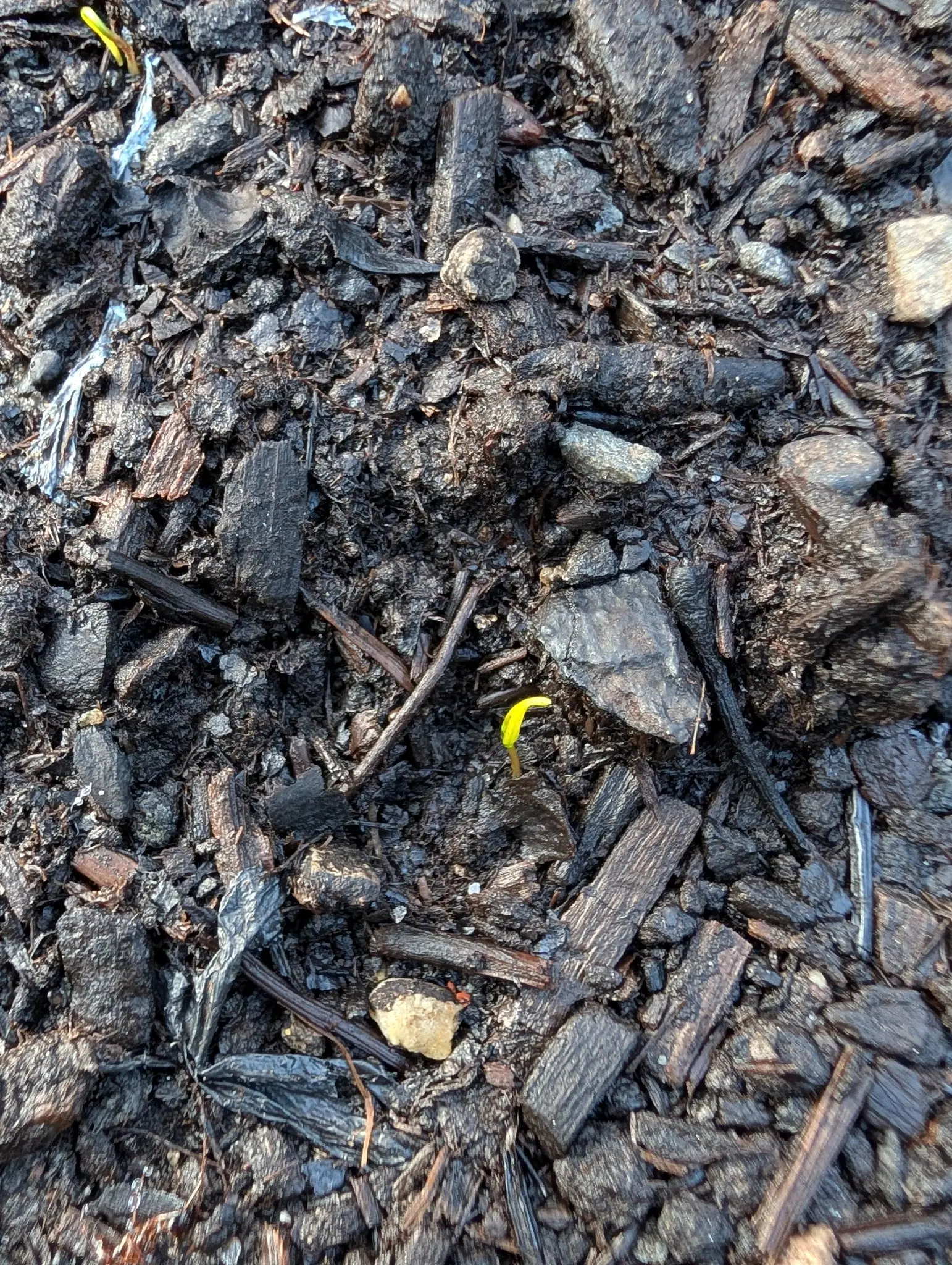 A single hooked yellow seedling pushing up through coarse dark bark mulch, stones and shreds of blue twine scattered across the wet soil around it.