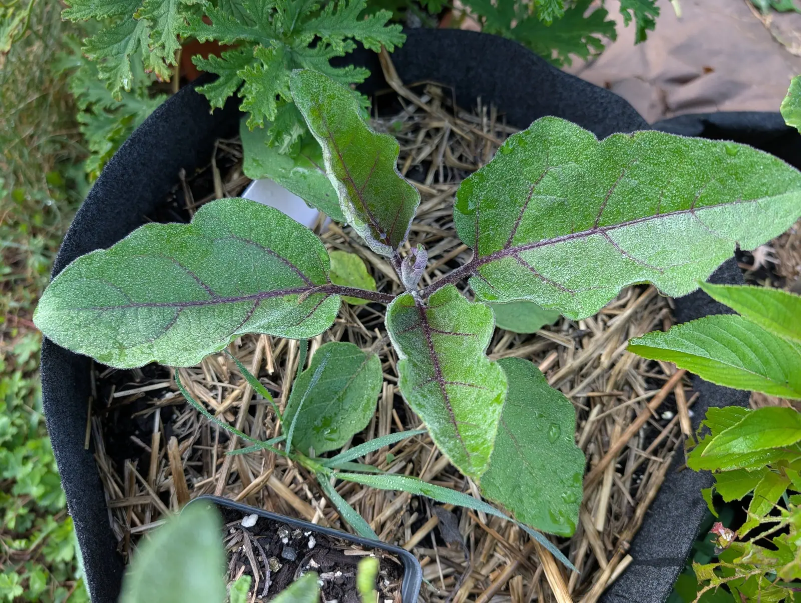 A young eggplant seen from above in a black fabric grow bag, its broad grey-green leaves veined in purple over a thick bed of straw.