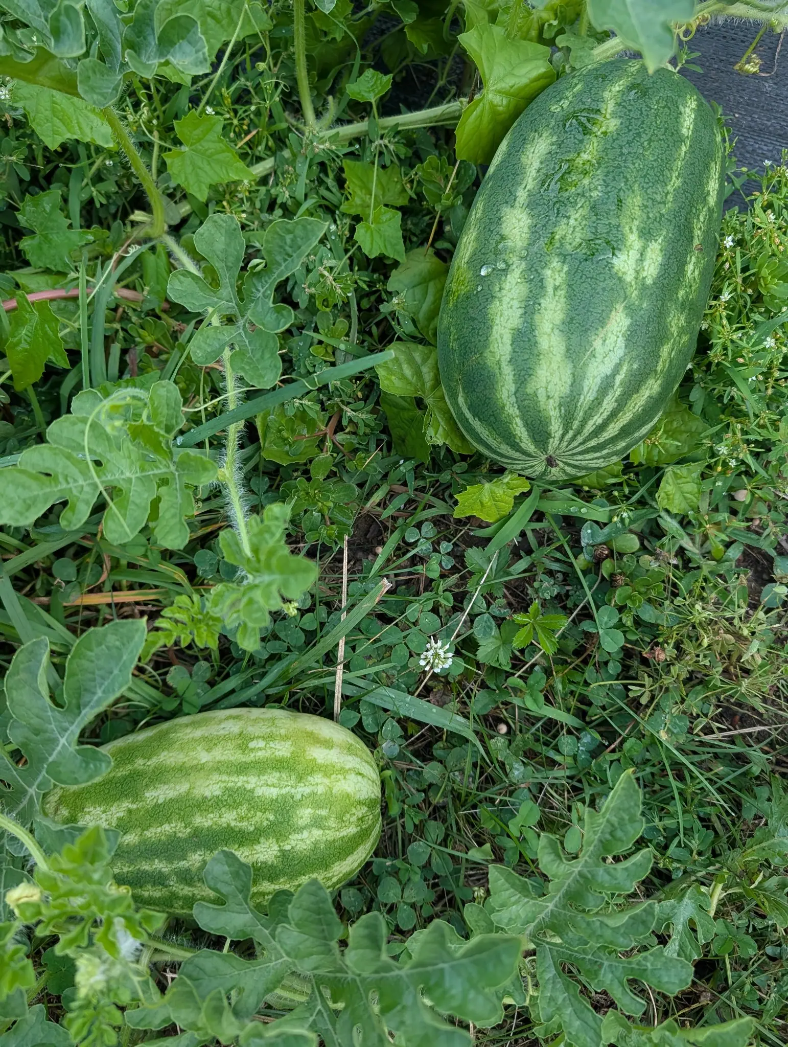 Two striped watermelons lying in grass and clover under the ragged leaves of their vine, the larger one propped against a paved edge at the top.