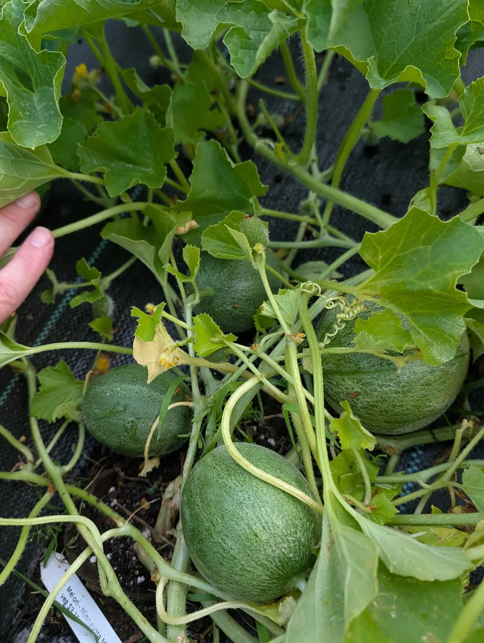 Four small netted green melons on tangled vines over black woven ground fabric, a hand holding back the leaves at the edge of the frame and a white label below.