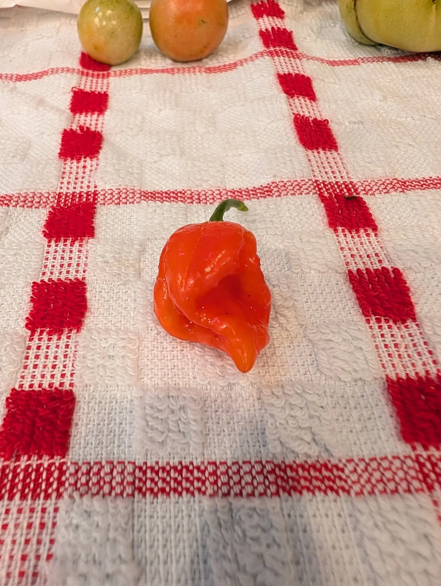 A single wrinkled orange pepper with a green stalk on a red-and-white checked tea towel, two small green tomatoes resting at the top edge.