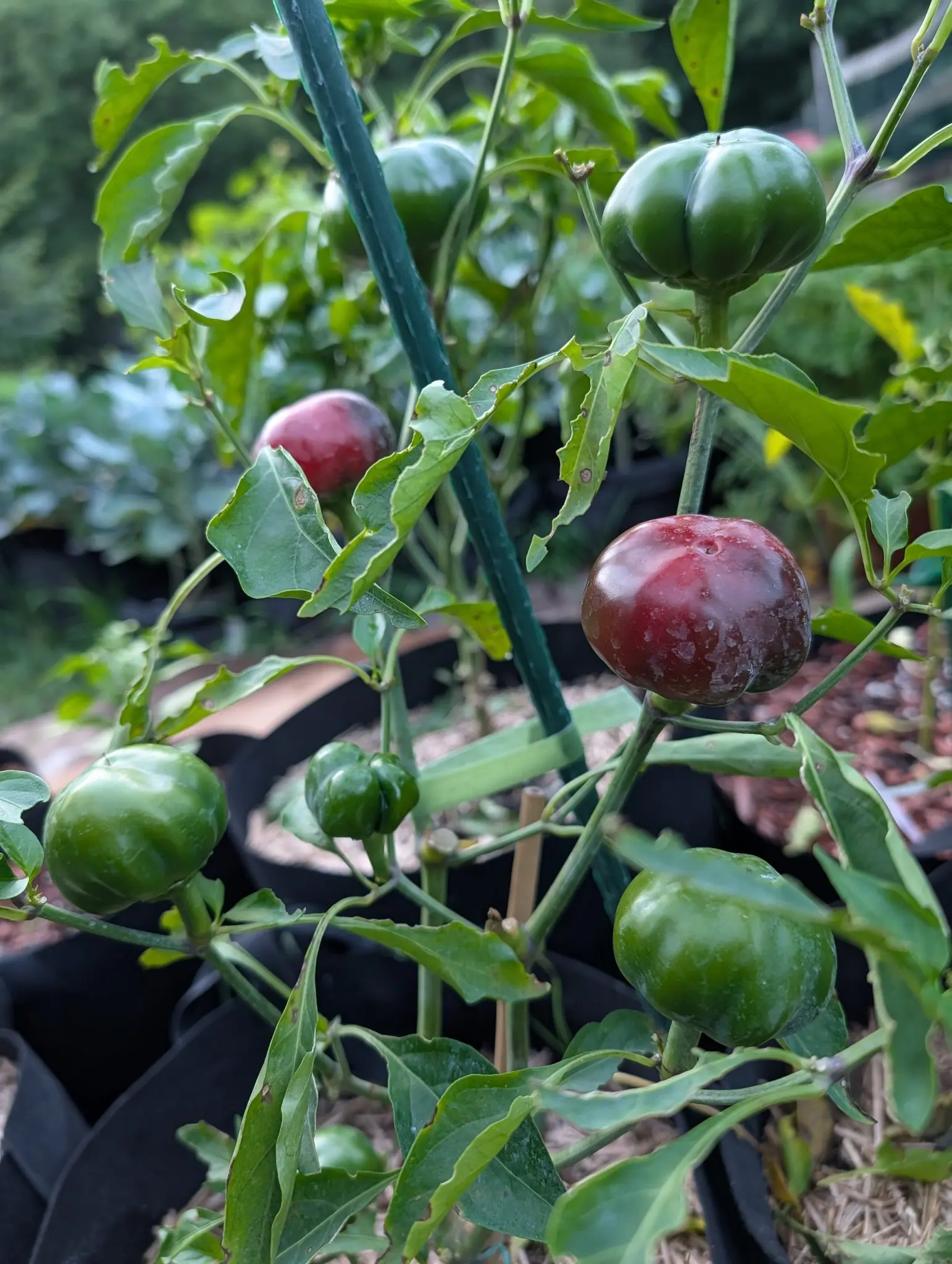Round ribbed peppers on the plant, two flushed deep red-purple and the rest still green, held beside a green metal stake above black fabric grow bags.