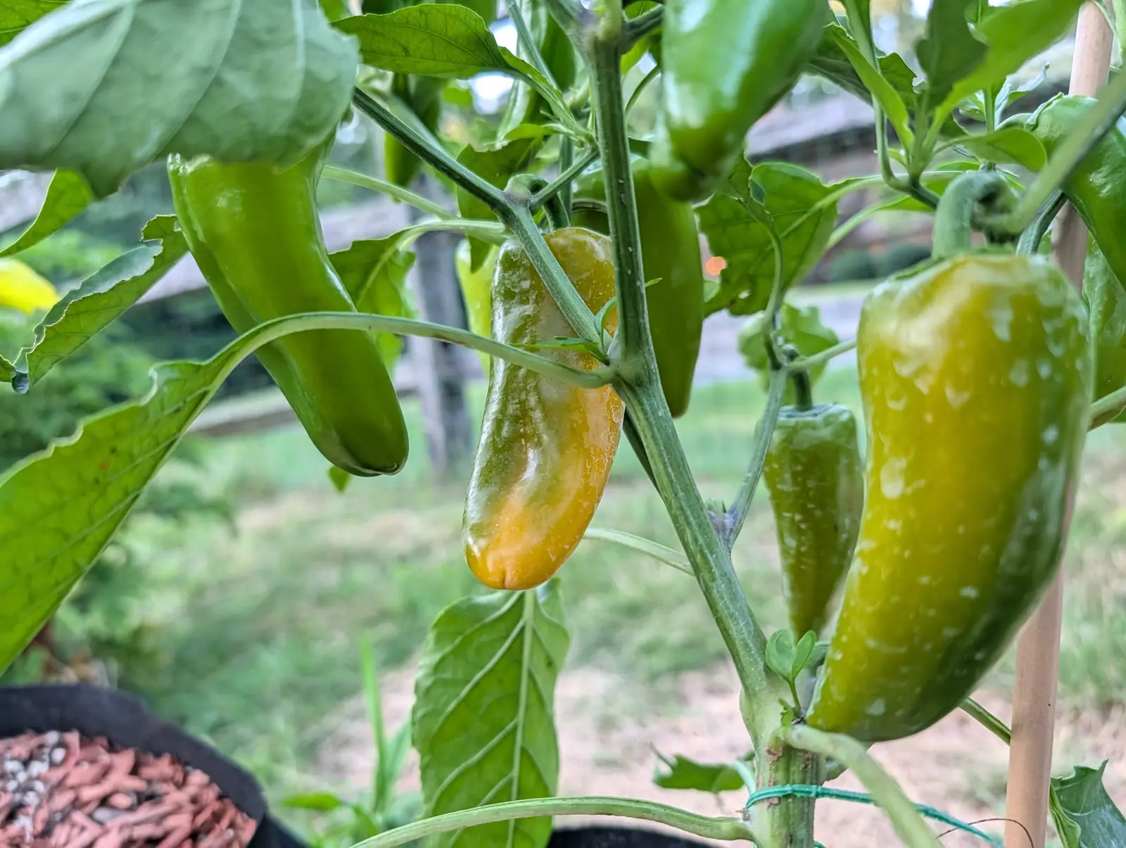 Stubby blocky peppers on the plant, one turning butter-yellow and streaked orange and the others still green, with a bamboo cane, a grow bag of red-orange mulch and grass beyond.