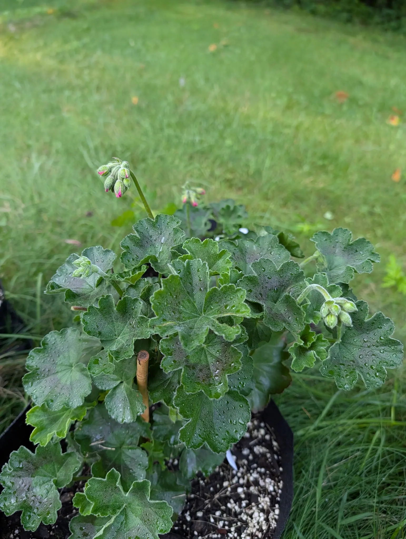 A pelargonium in a black pot of perlite-flecked compost, its scalloped grey-green leaves rounded and soft, buds just showing pink on thin stalks above mown grass.