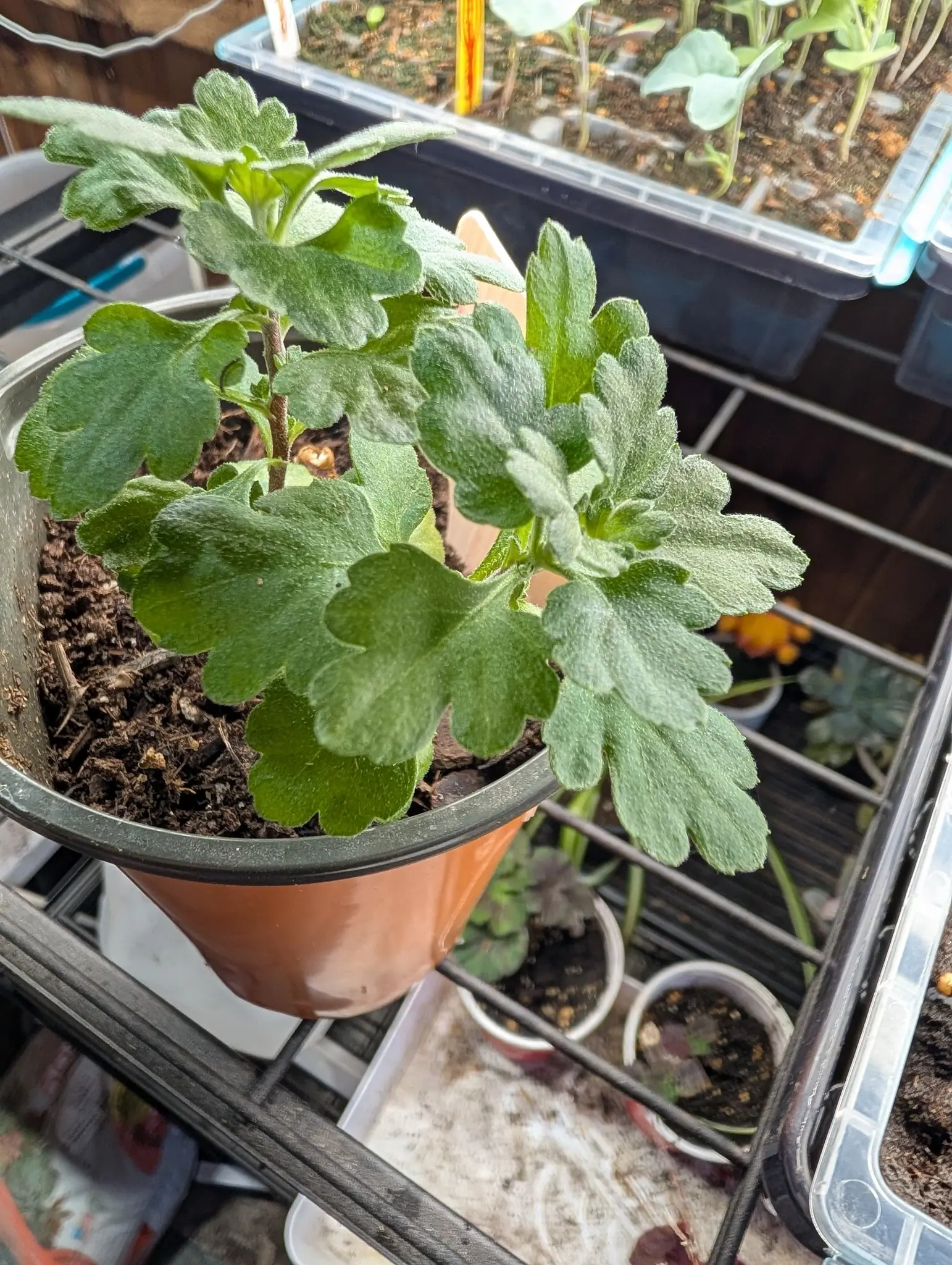 A young plant with soft, felted grey-green leaves, deeply lobed and blunt at the tips, standing in a terracotta-coloured plastic pot of dark bark-flecked compost. Behind it, out of focus, a wire shelving rack holds seed trays and small nursery pots.