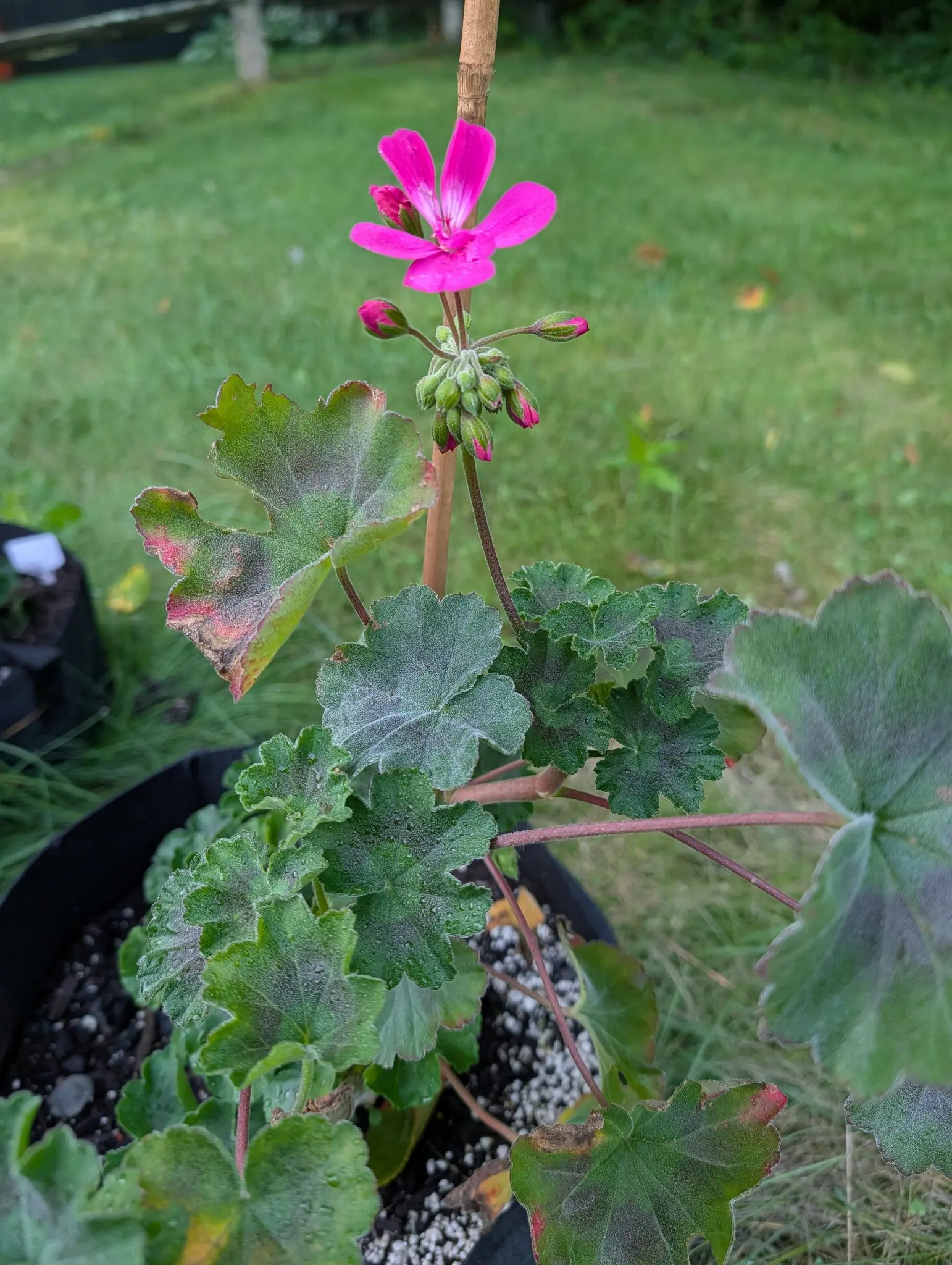 A pelargonium carrying one open magenta flower above a cluster of unopened buds, its scalloped leaves edged in red, in a black pot of perlite-flecked compost on a lawn.
