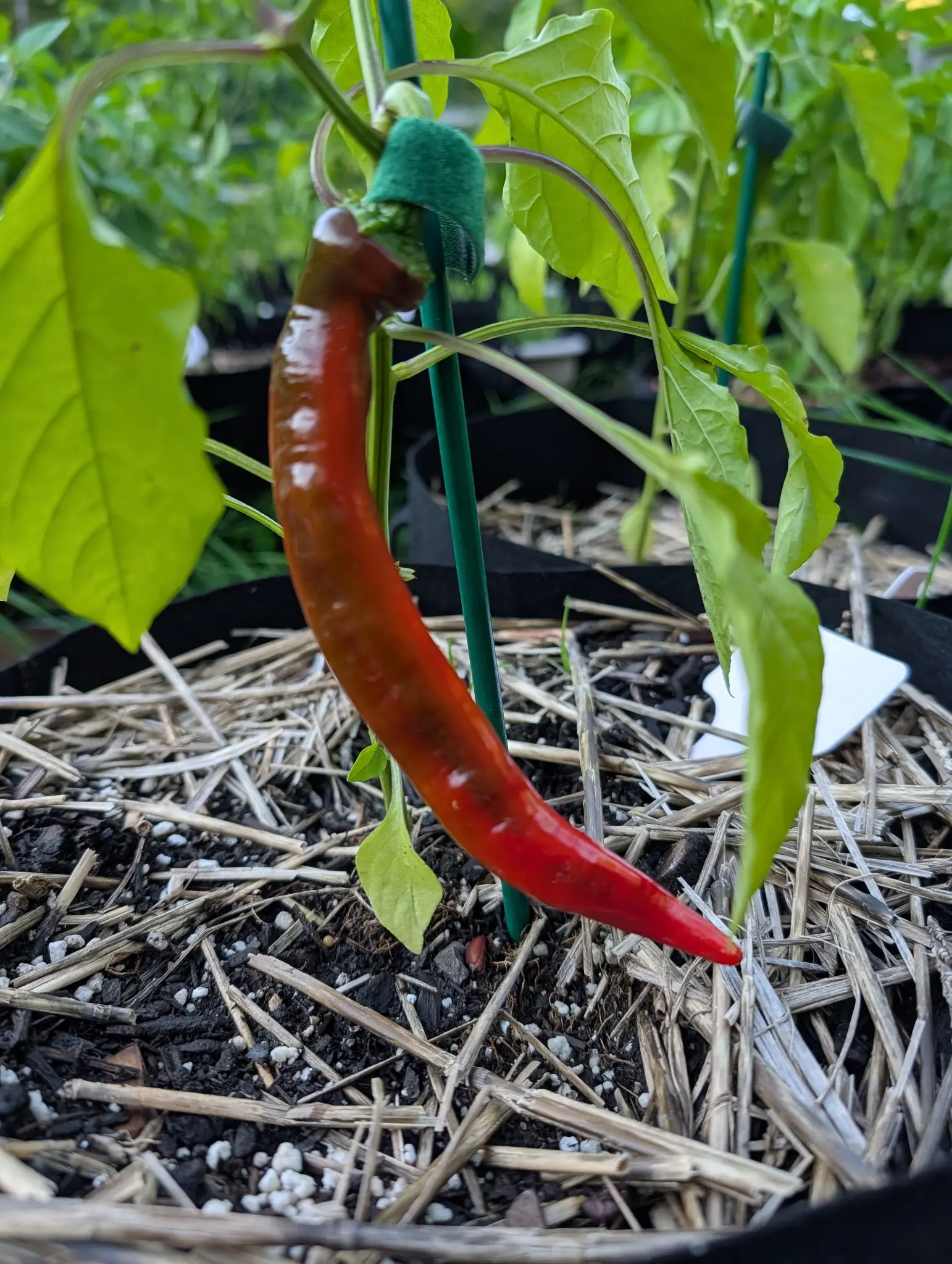 A long curving red pepper hanging beside a green metal stake in a black fabric grow bag, a green plant tie above it and straw over perlite-flecked soil below.