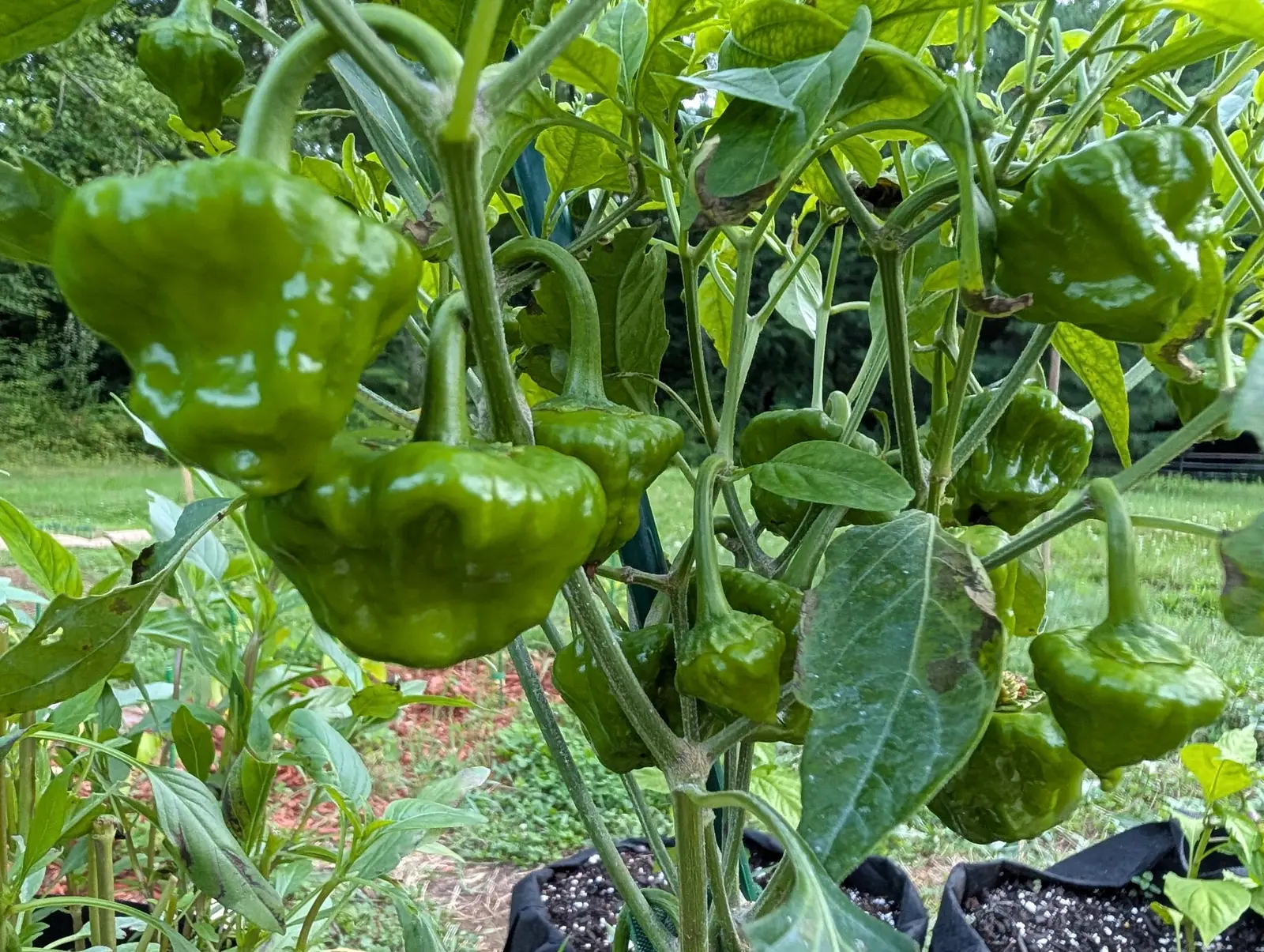 Lobed green bonnet-shaped peppers crowding the top of a plant, their skins puckered and glossy, with black fabric grow bags and mown grass falling away behind.