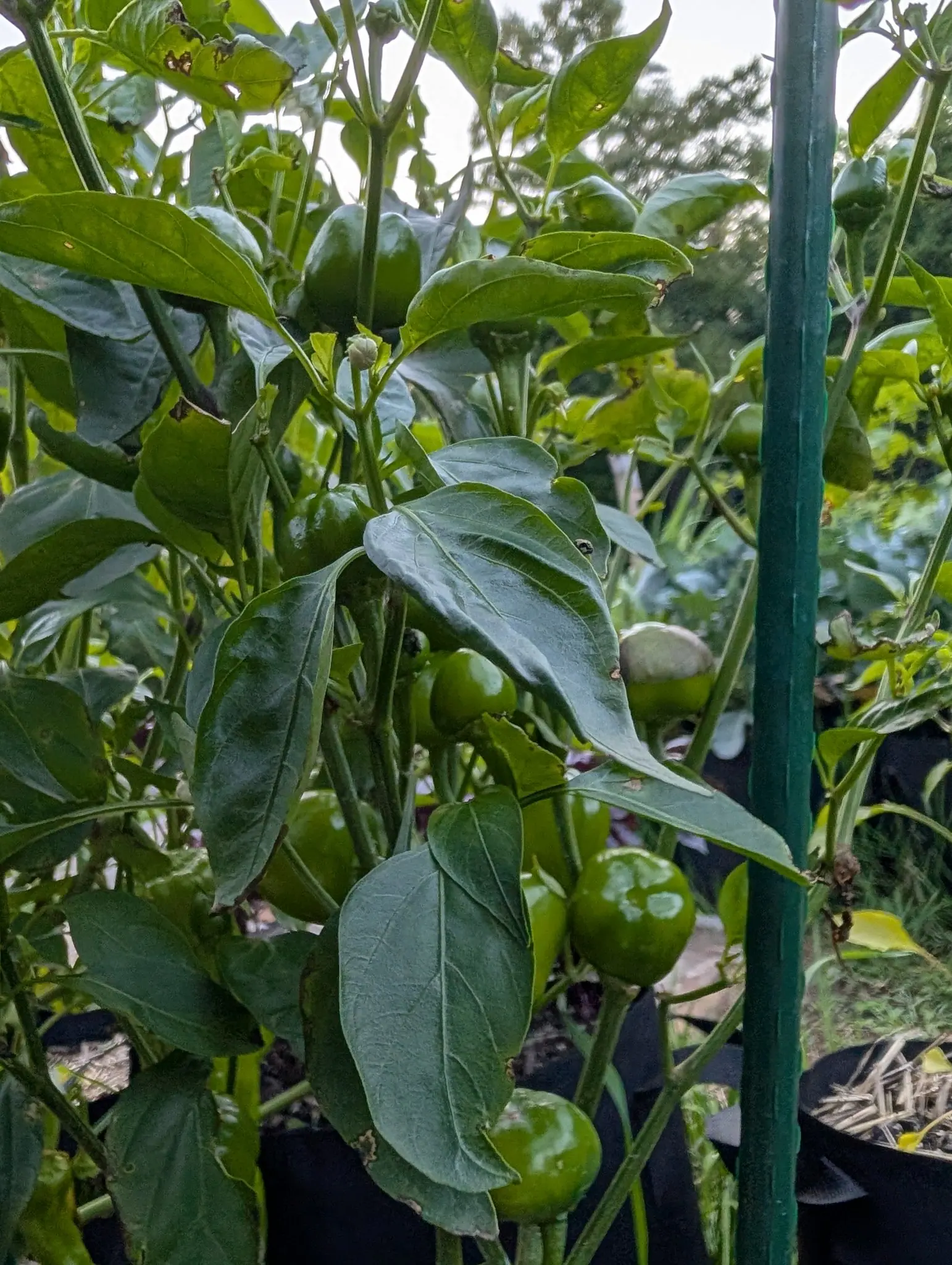Small round green peppers hidden among dark pepper foliage beside a green metal stake, with black fabric grow bags and pale sky showing through the leaves.