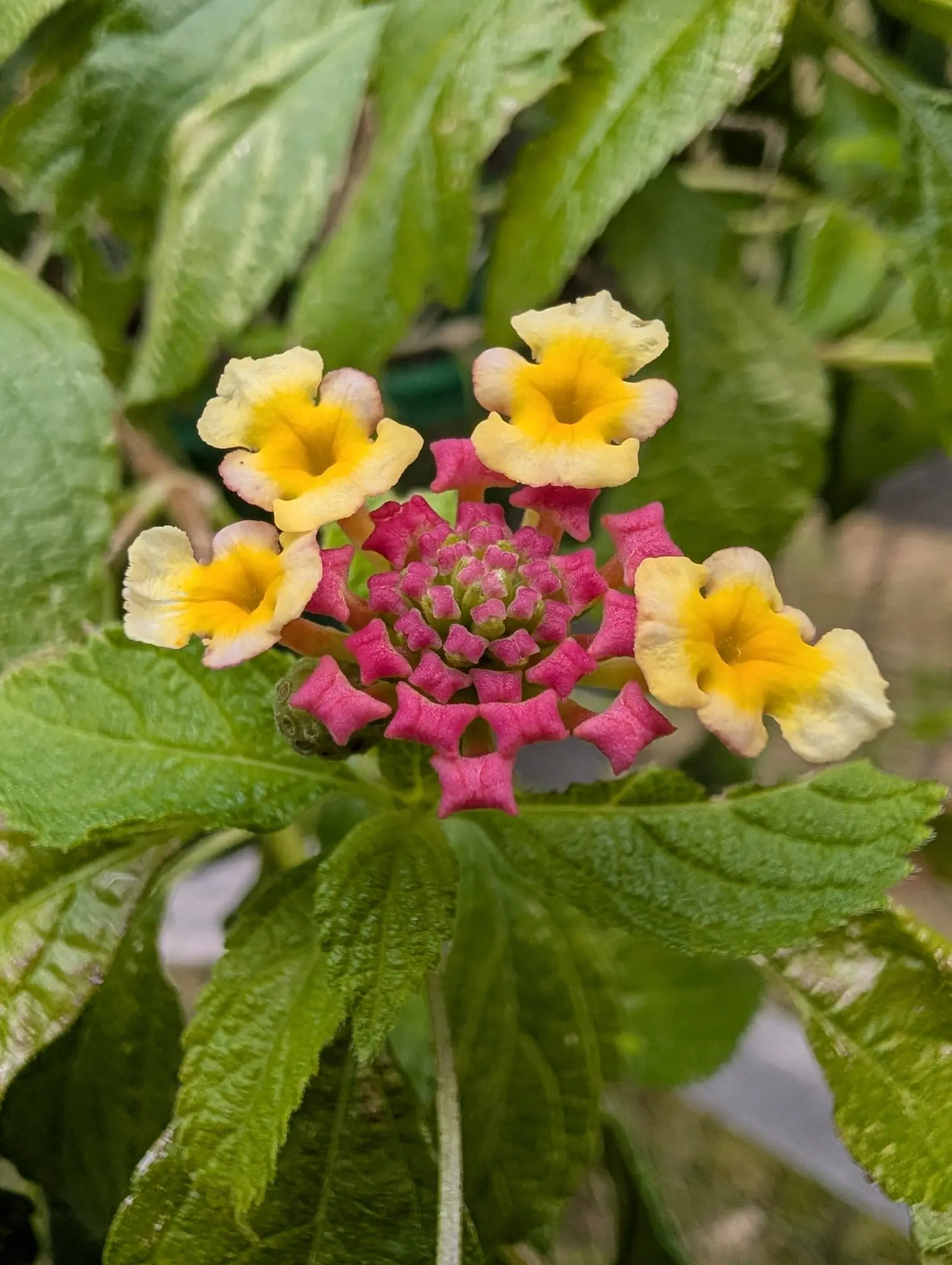 A lantana flower head opening, an outer ring of cream and yellow florets around tight magenta buds, framed by coarsely veined green leaves.