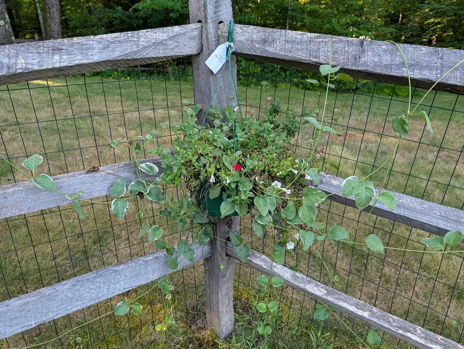 A hanging basket wired to the post of a weathered split-rail fence, trailing stems of heart-shaped leaves and small red and white flowers spilling through the wire mesh, mown field beyond.