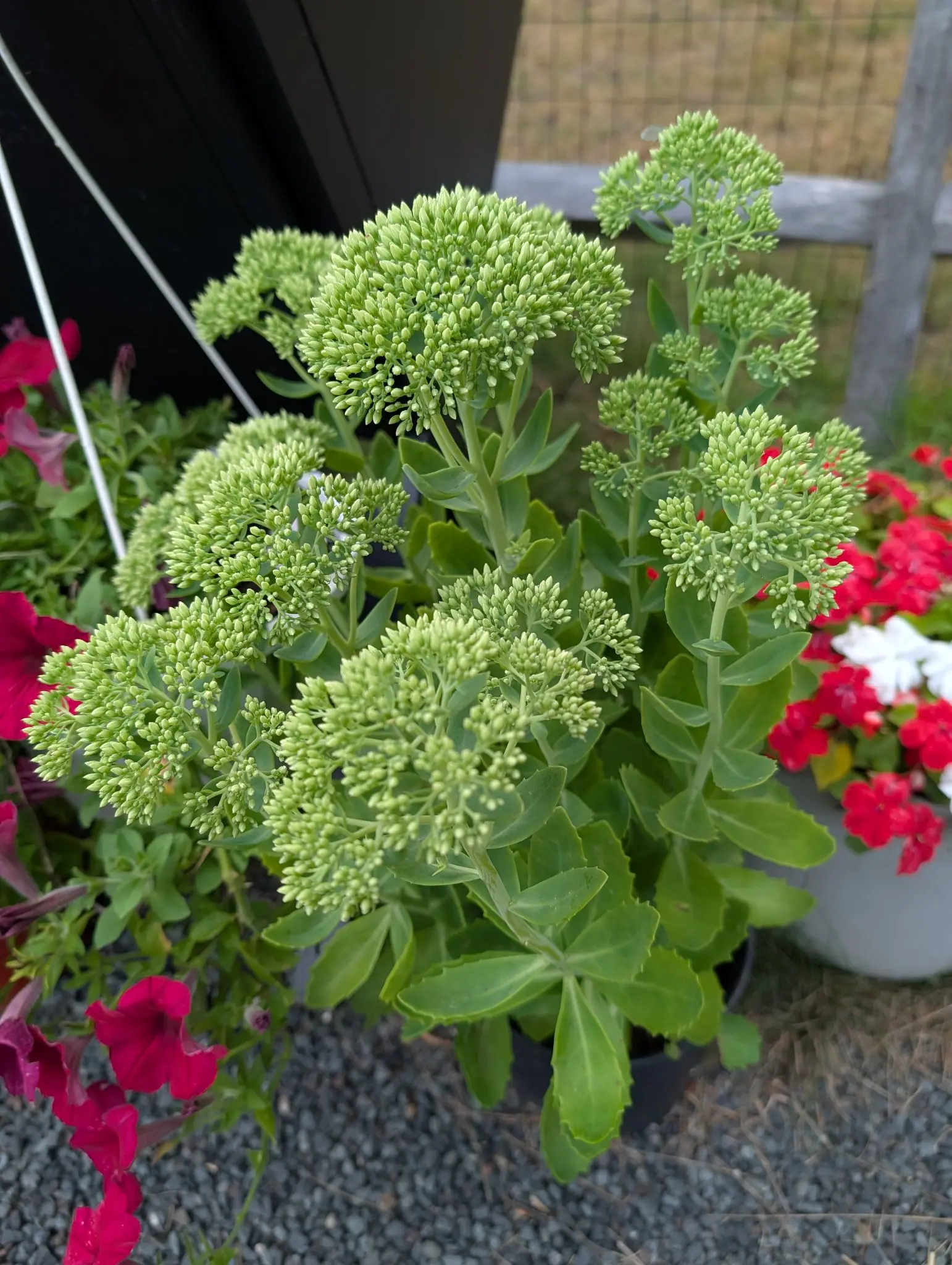 An upright clump of thick toothed blue-green leaves carrying wide flat heads of tightly packed pale green buds not yet open. Pots of magenta and scarlet flowers crowd around it on gravel; a wire fence stands behind.