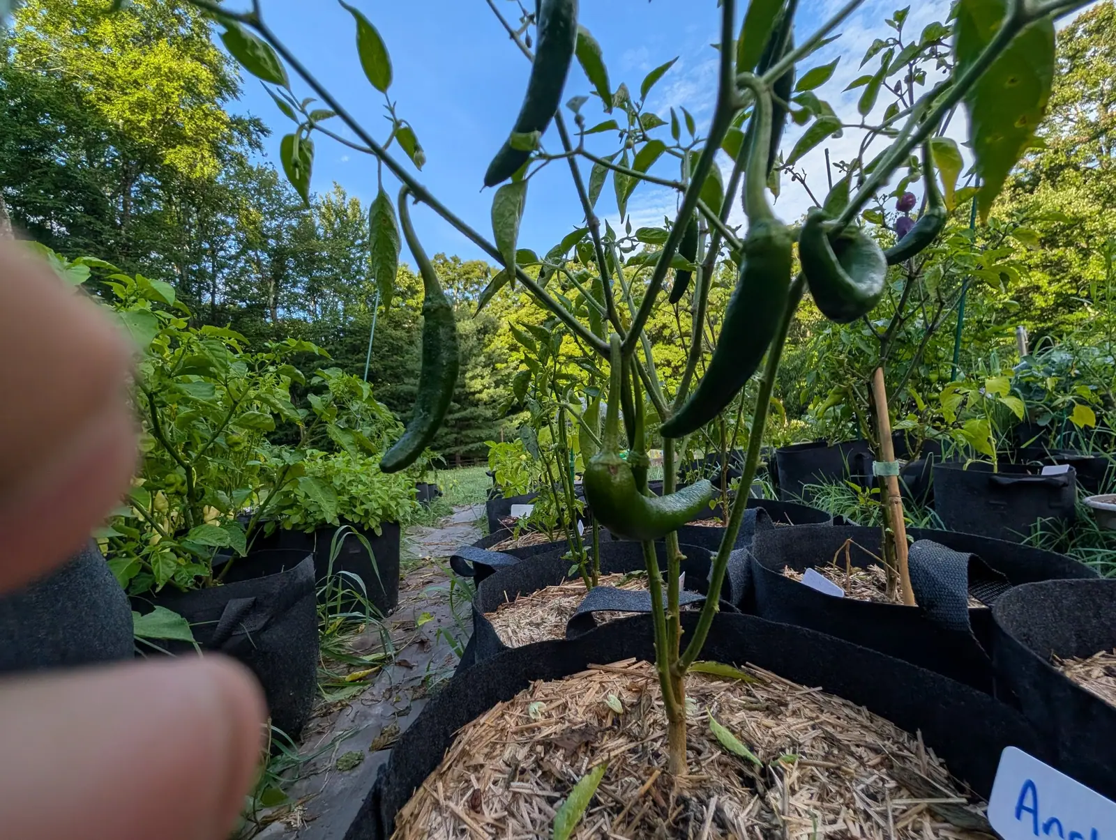 A pepper plant in a straw-mulched grow bag, long green fruits hanging against a bright blue sky, rows of grow bags running back and a blurred fingertip at the frame's edge.