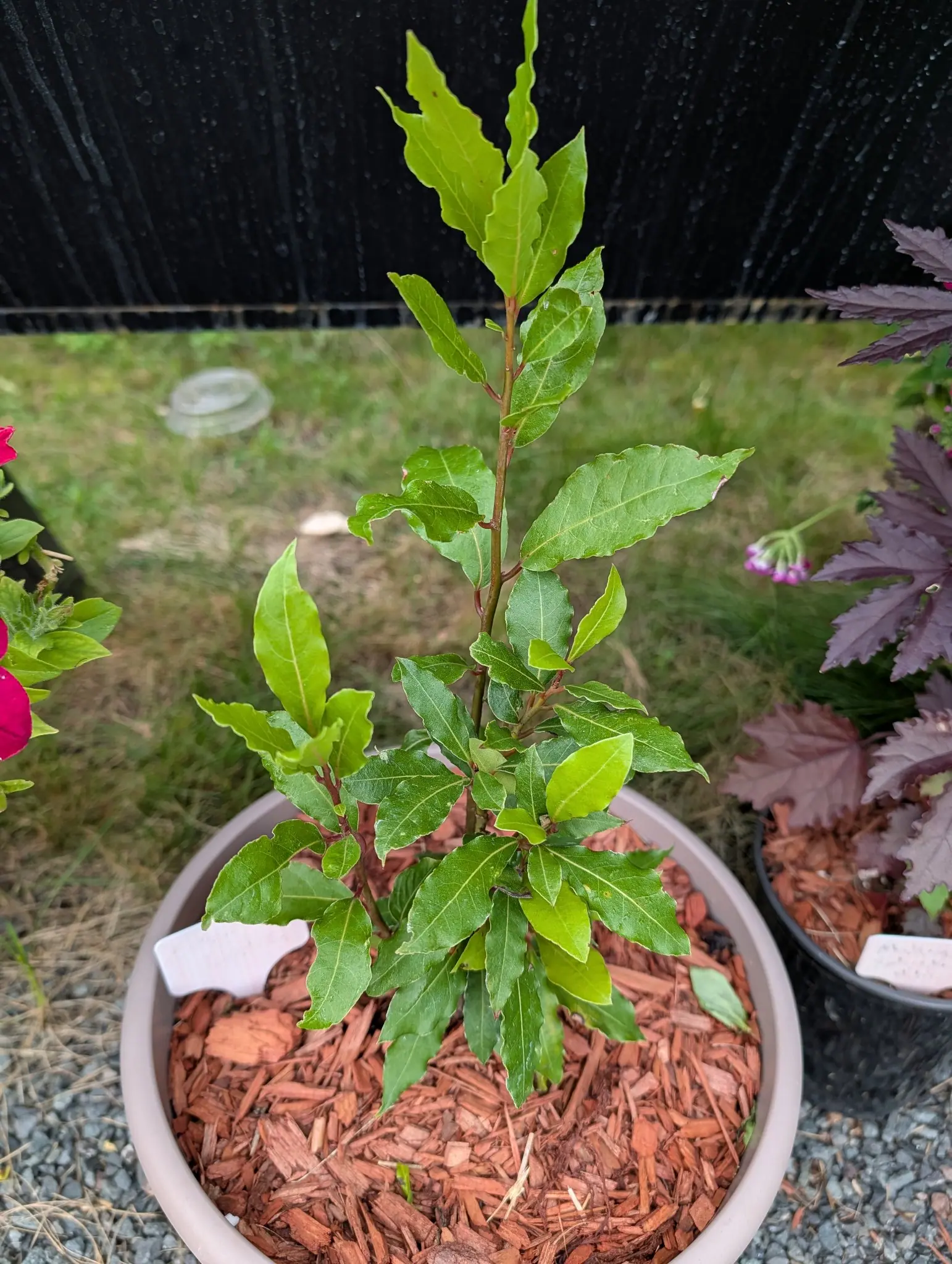 A young bay laurel upright in a cream pot of red-orange bark mulch, a white label pushed in at the front, with a lawn, a dark fence and a red-leaved plant alongside.