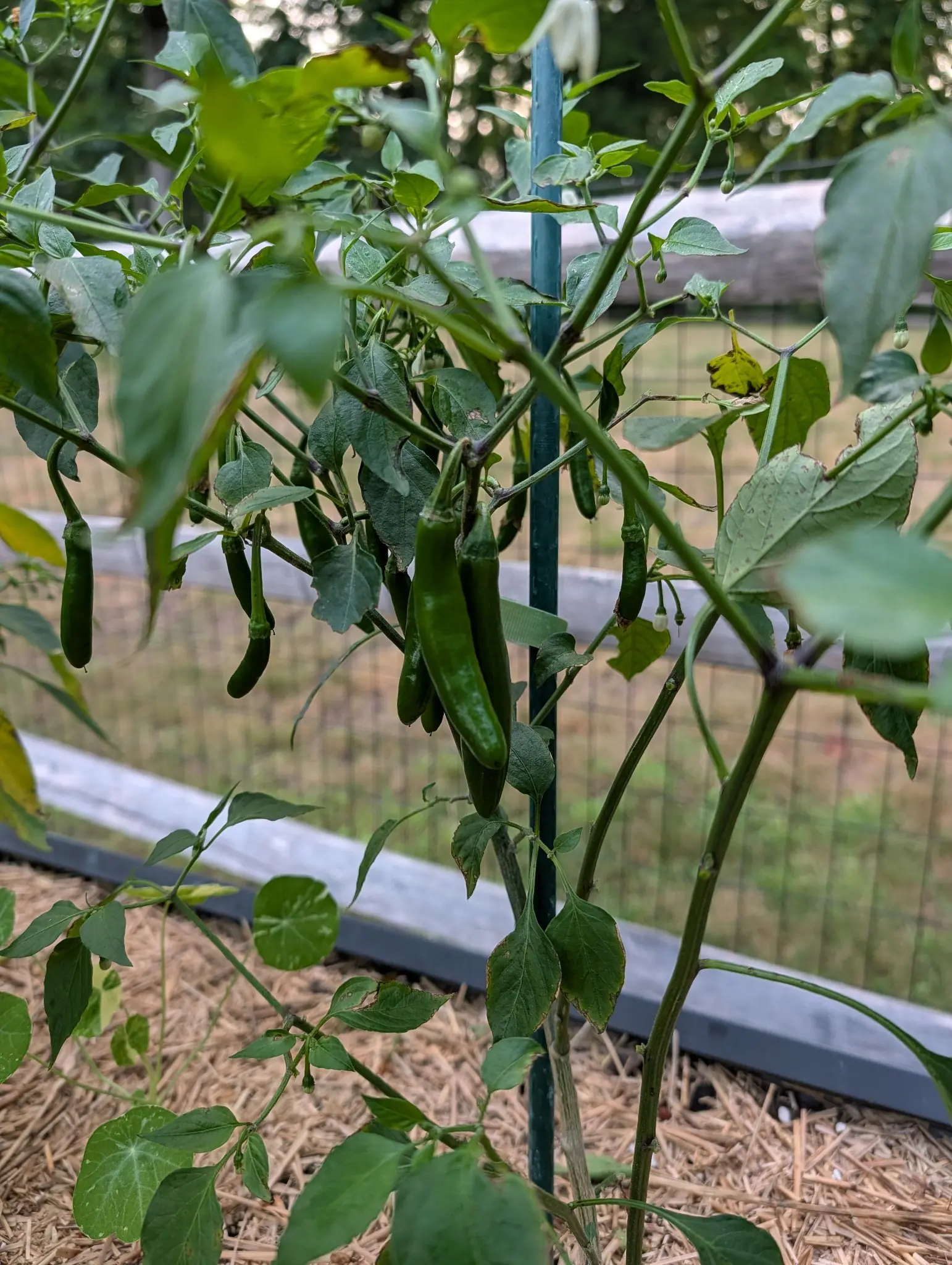 Slim green peppers clustered along a stem beside a green metal stake, straw mulch below and a split-rail fence with wire mesh across the mown ground behind.