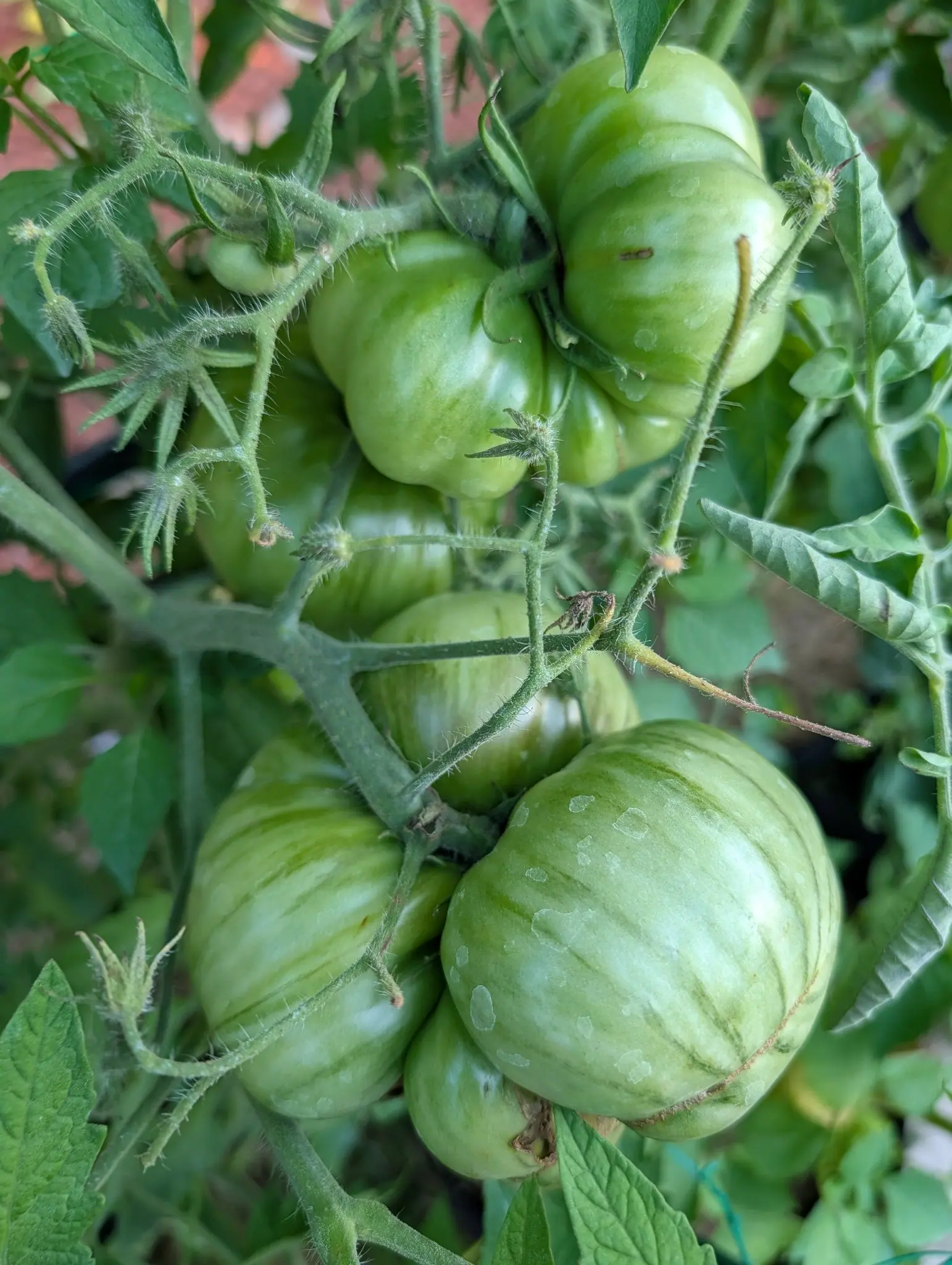 A cluster of ribbed green tomatoes striped paler along their shoulders, hanging on hairy stems with red-orange mulch showing between the leaves.