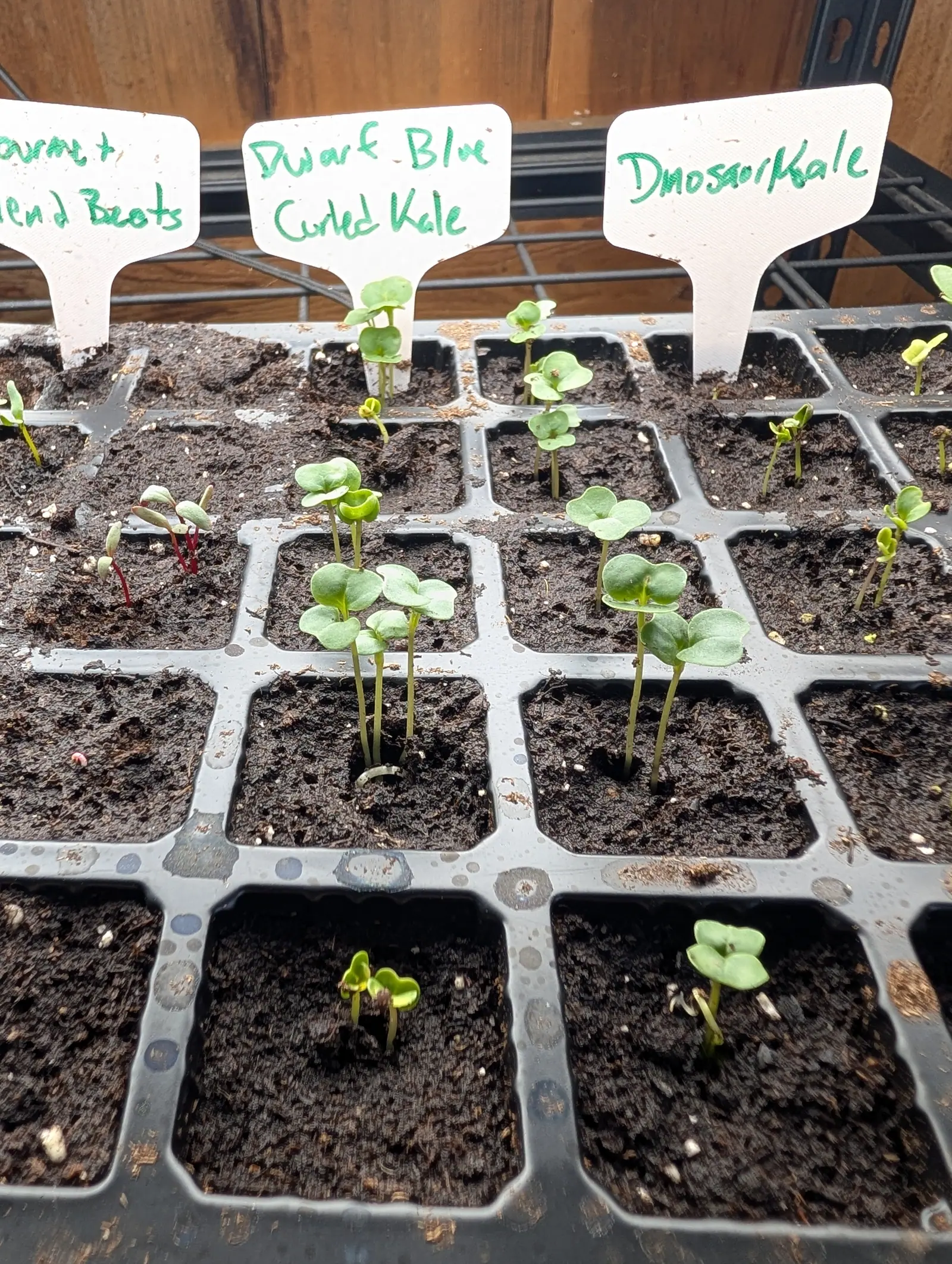 A cell tray of brassica seedlings under handwritten labels, each cell holding a pair or two of round seed leaves.