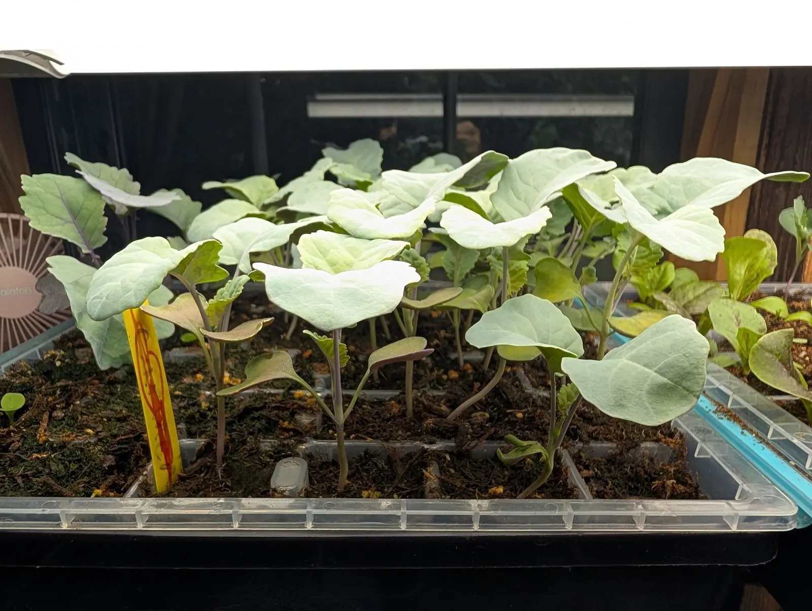 A tray of pale blue-green brassica seedlings leaning towards the light under a shop light indoors, a yellow label among them and a clear plastic tray holding them.